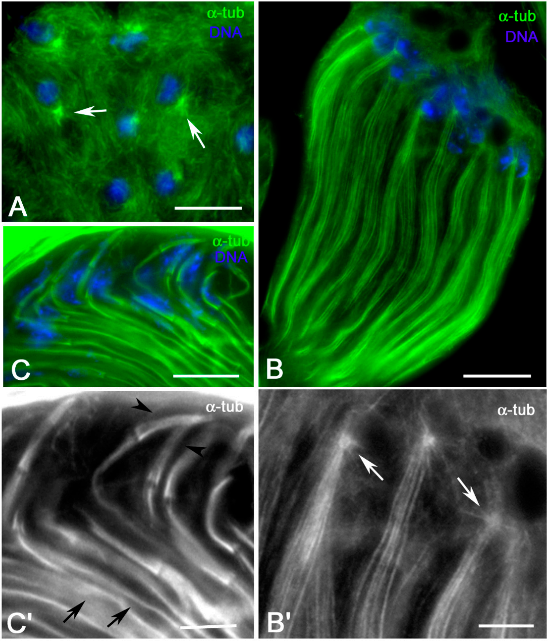 Cells 09 02684 g002 Cells 09 02684 g002