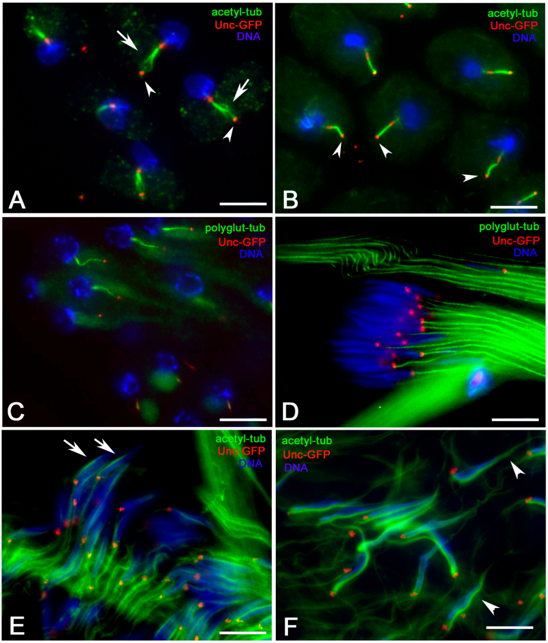 Cells 09 02684 g004 Cells 09 02684 g004