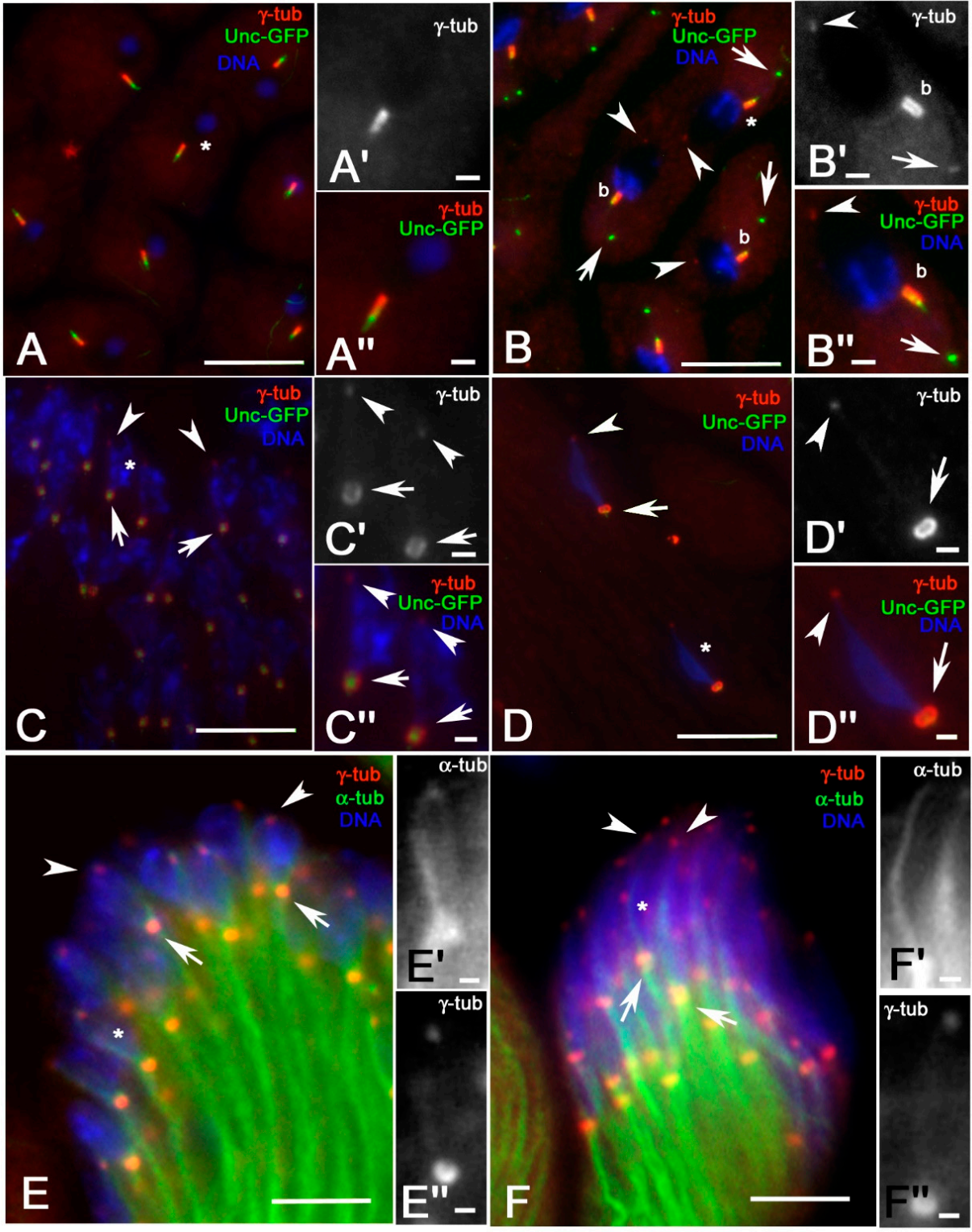 Cells 09 02684 g005 Cells 09 02684 g005