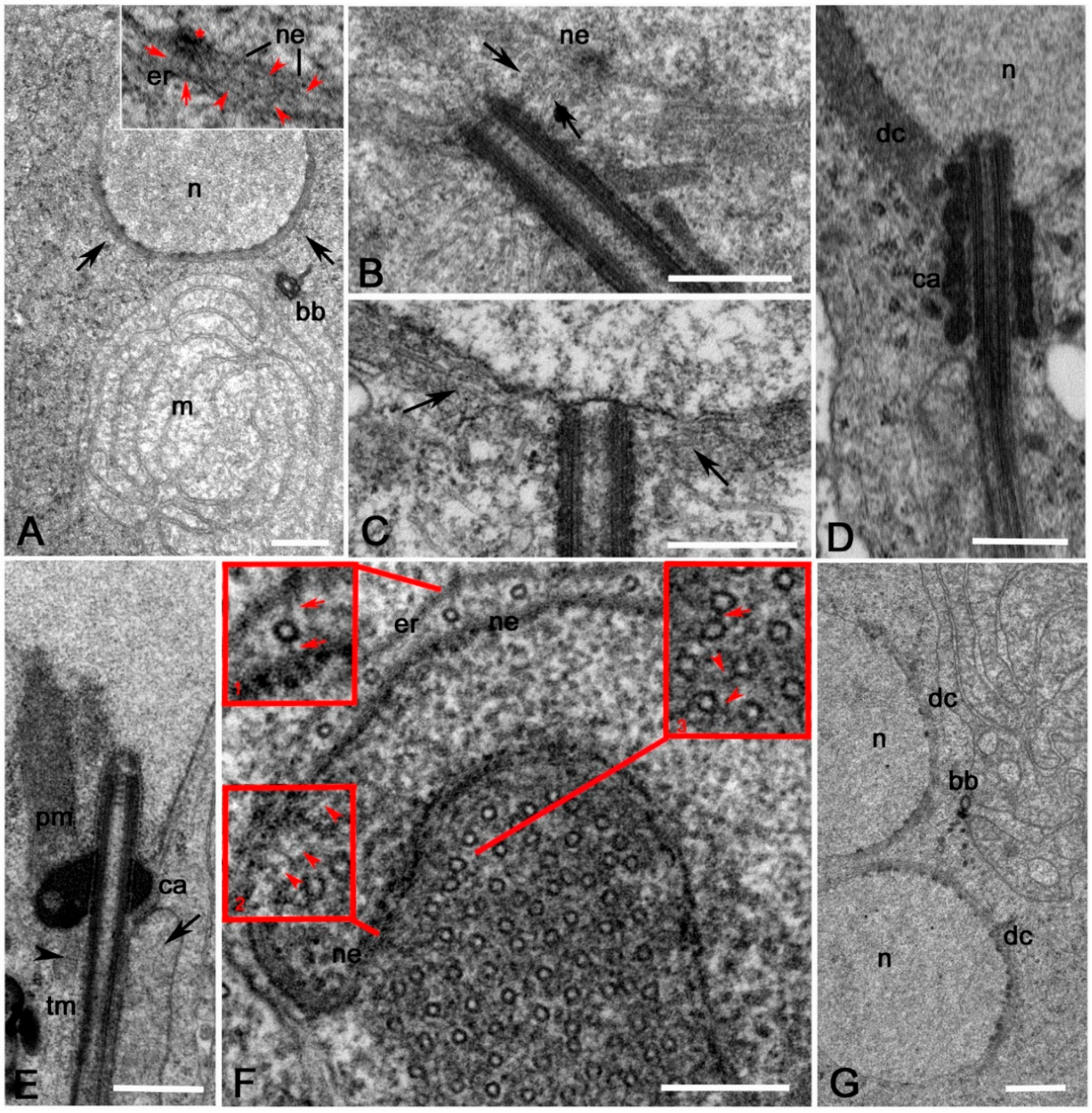 Cells 09 02684 g007 Cells 09 02684 g007