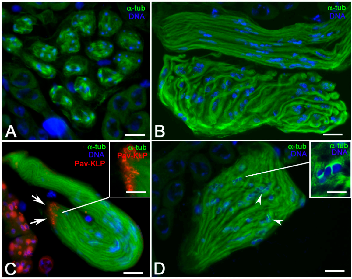 Cells 09 02684 g008 Cells 09 02684 g008