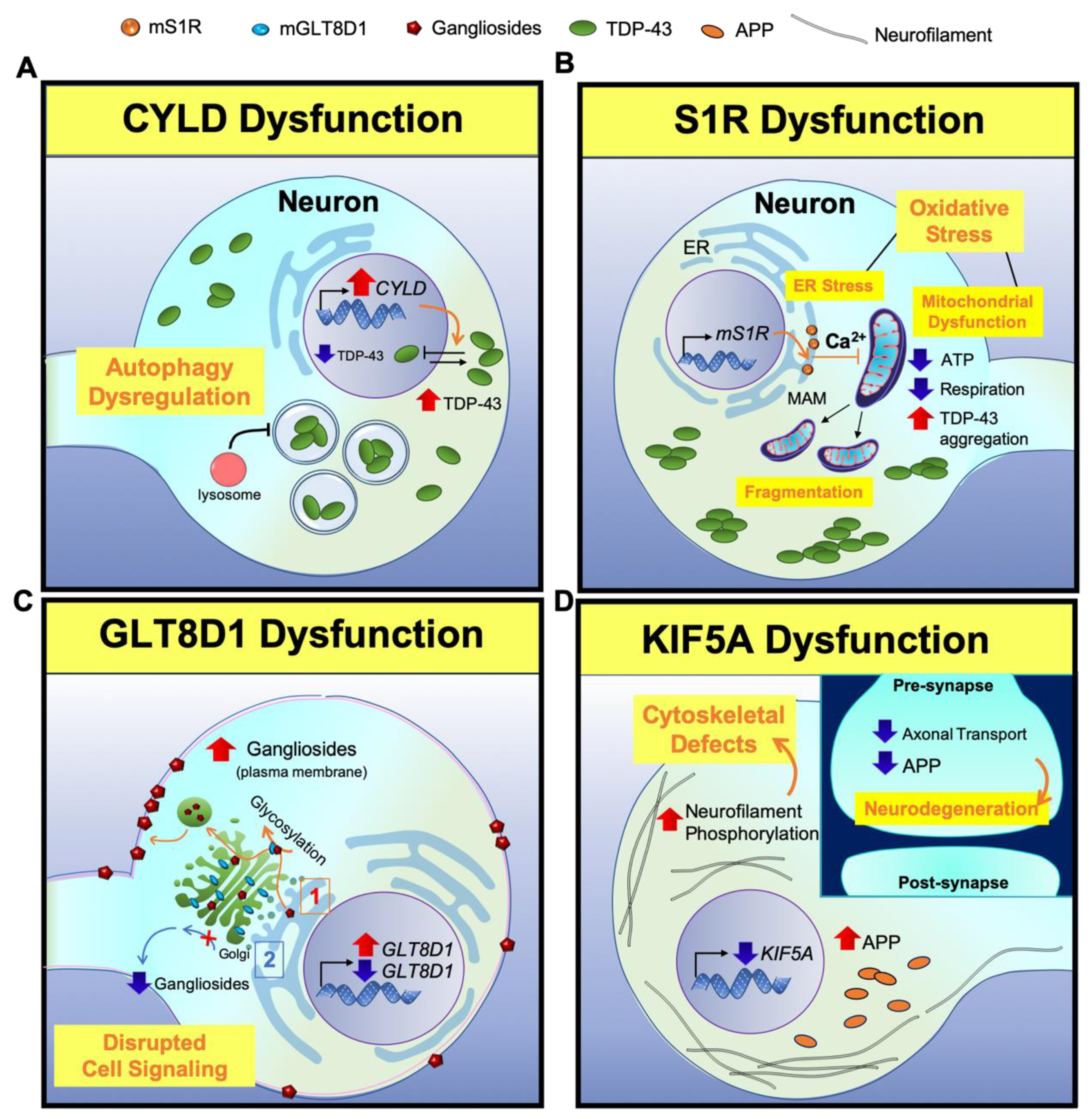 Cells 09 02687 g002 Cells 09 02687 g002