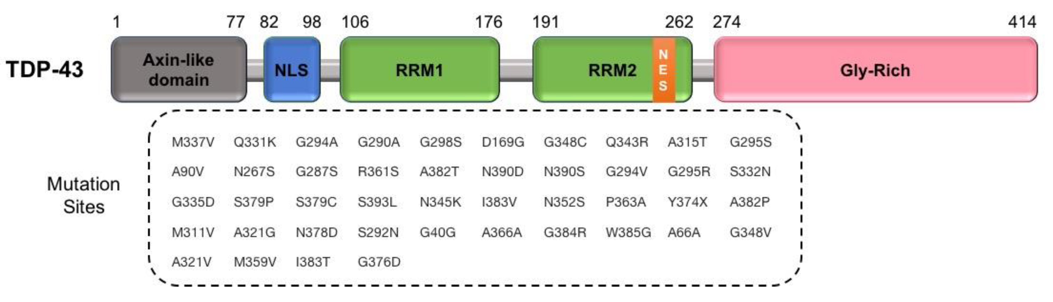 Cells 09 02687 g005 Cells 09 02687 g005