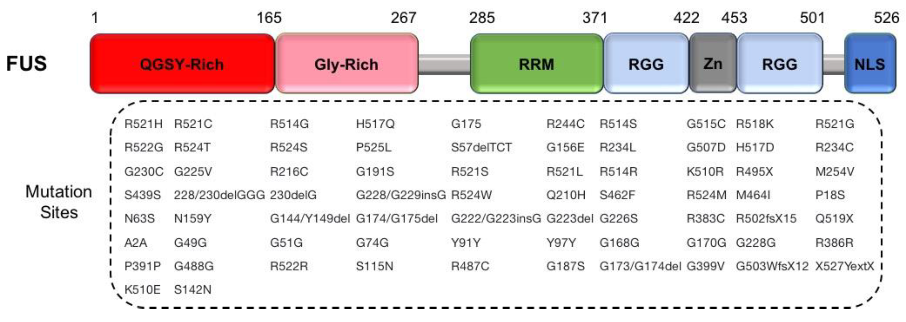 Cells 09 02687 g006 Cells 09 02687 g006