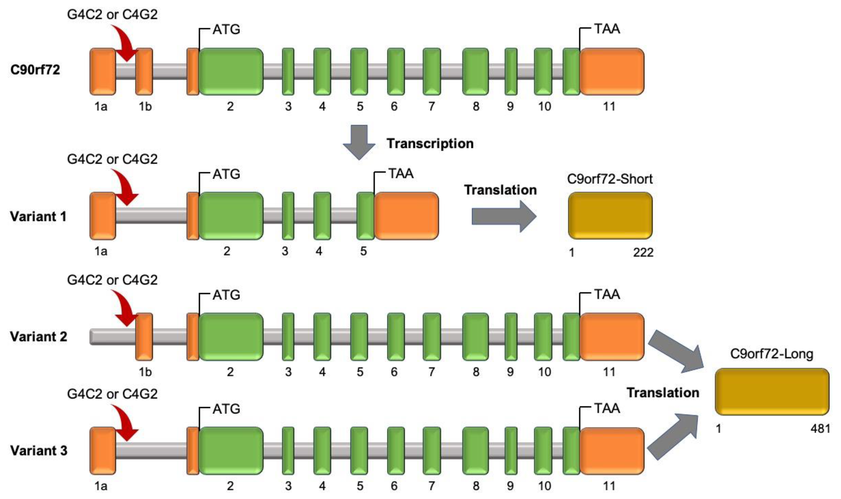 Cells 09 02687 g007 Cells 09 02687 g007