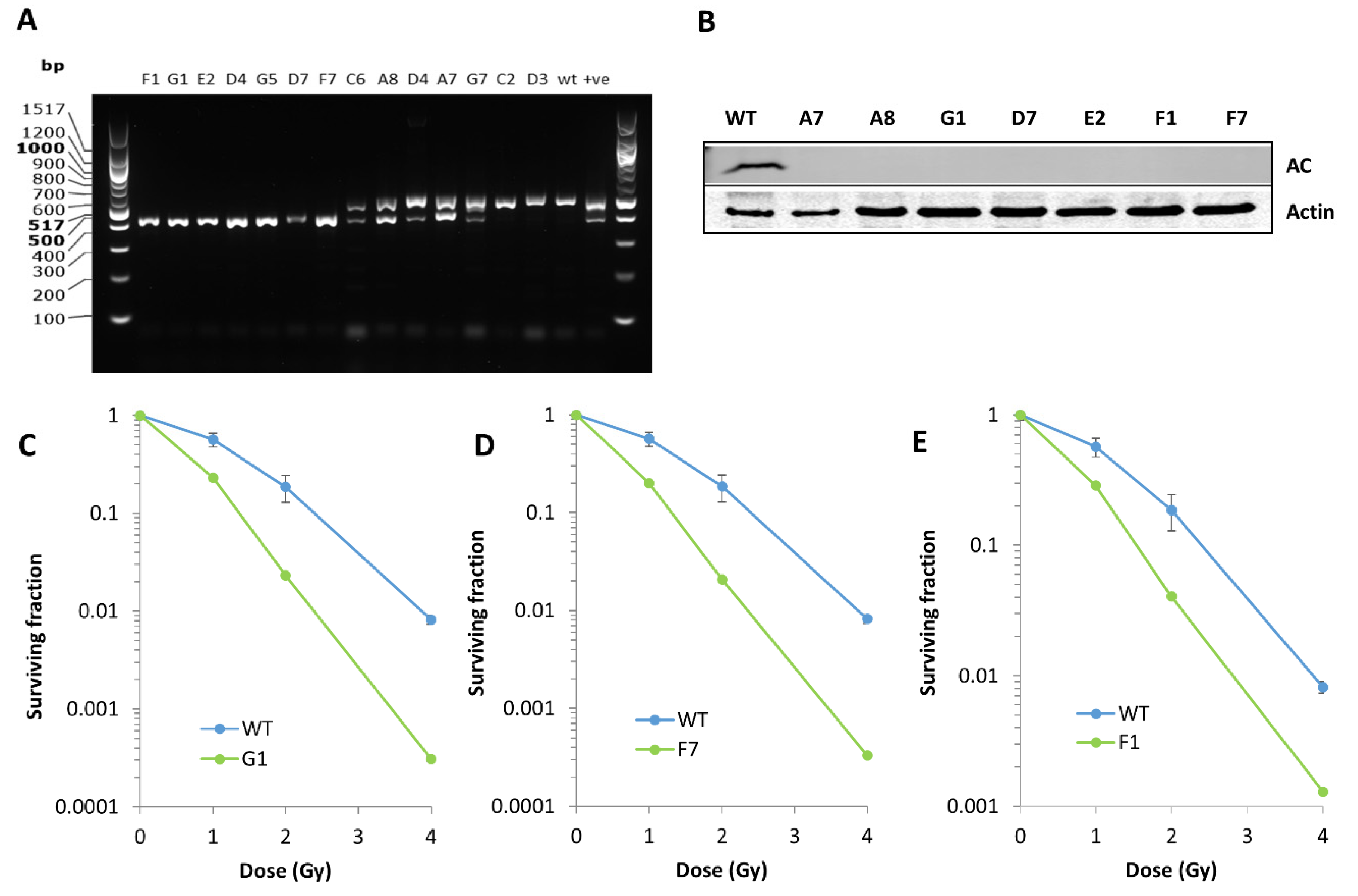 Cells 09 02693 g003 Cells 09 02693 g003