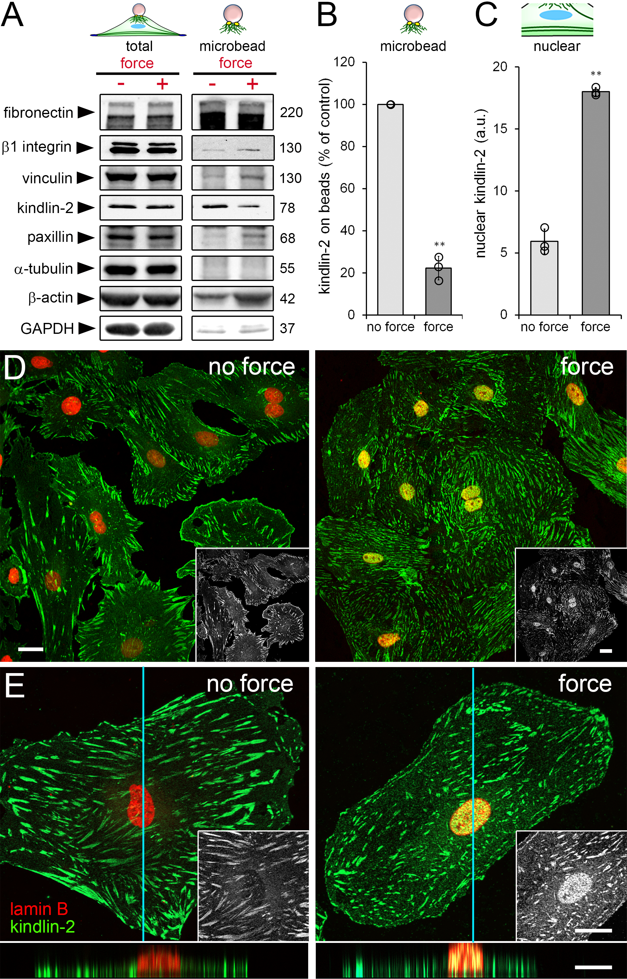 Cells 09 02702 g002 Cells 09 02702 g002