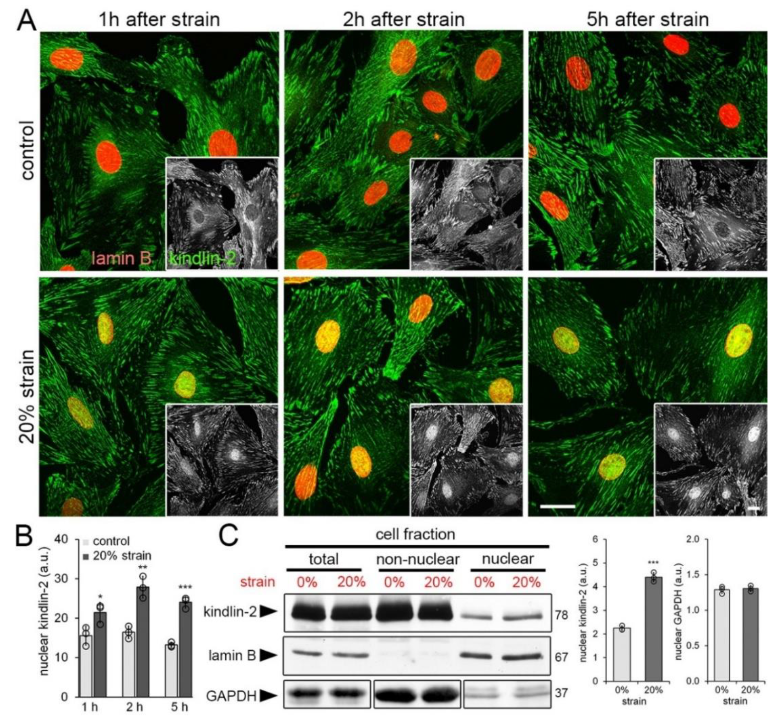 Cells 09 02702 g003 Cells 09 02702 g003