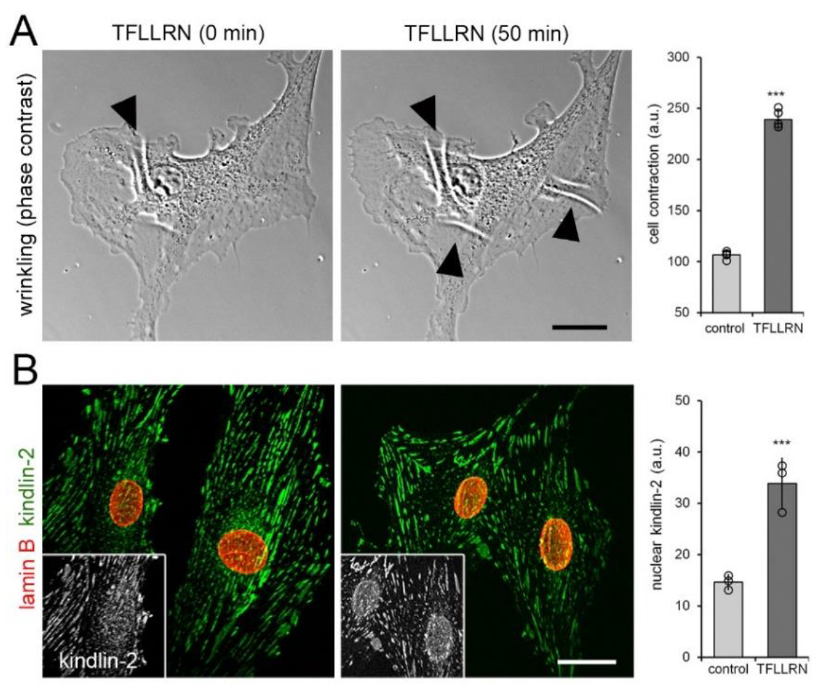 Cells 09 02702 g004 Cells 09 02702 g004