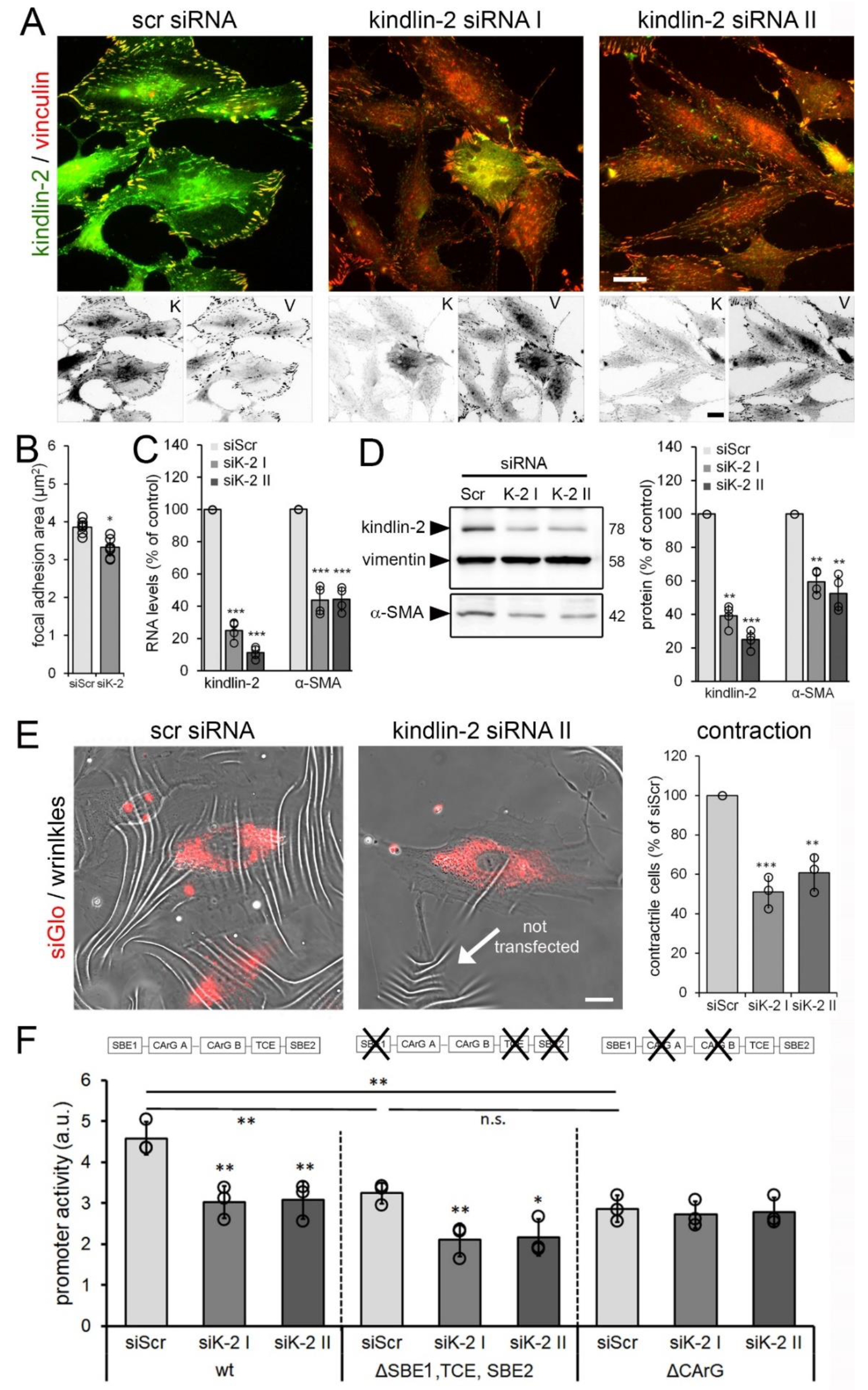 Cells 09 02702 g005 Cells 09 02702 g005