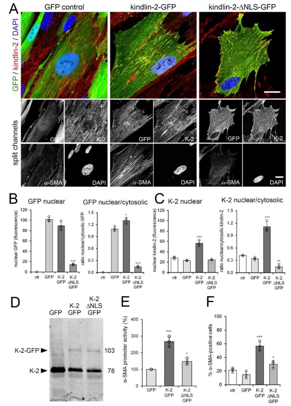 Cells 09 02702 g006 Cells 09 02702 g006