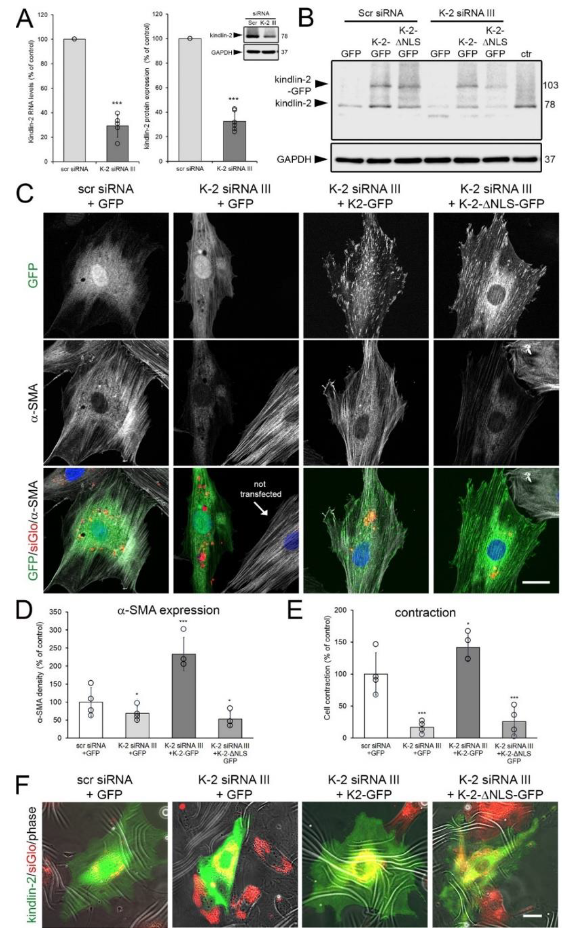 Cells 09 02702 g007 Cells 09 02702 g007