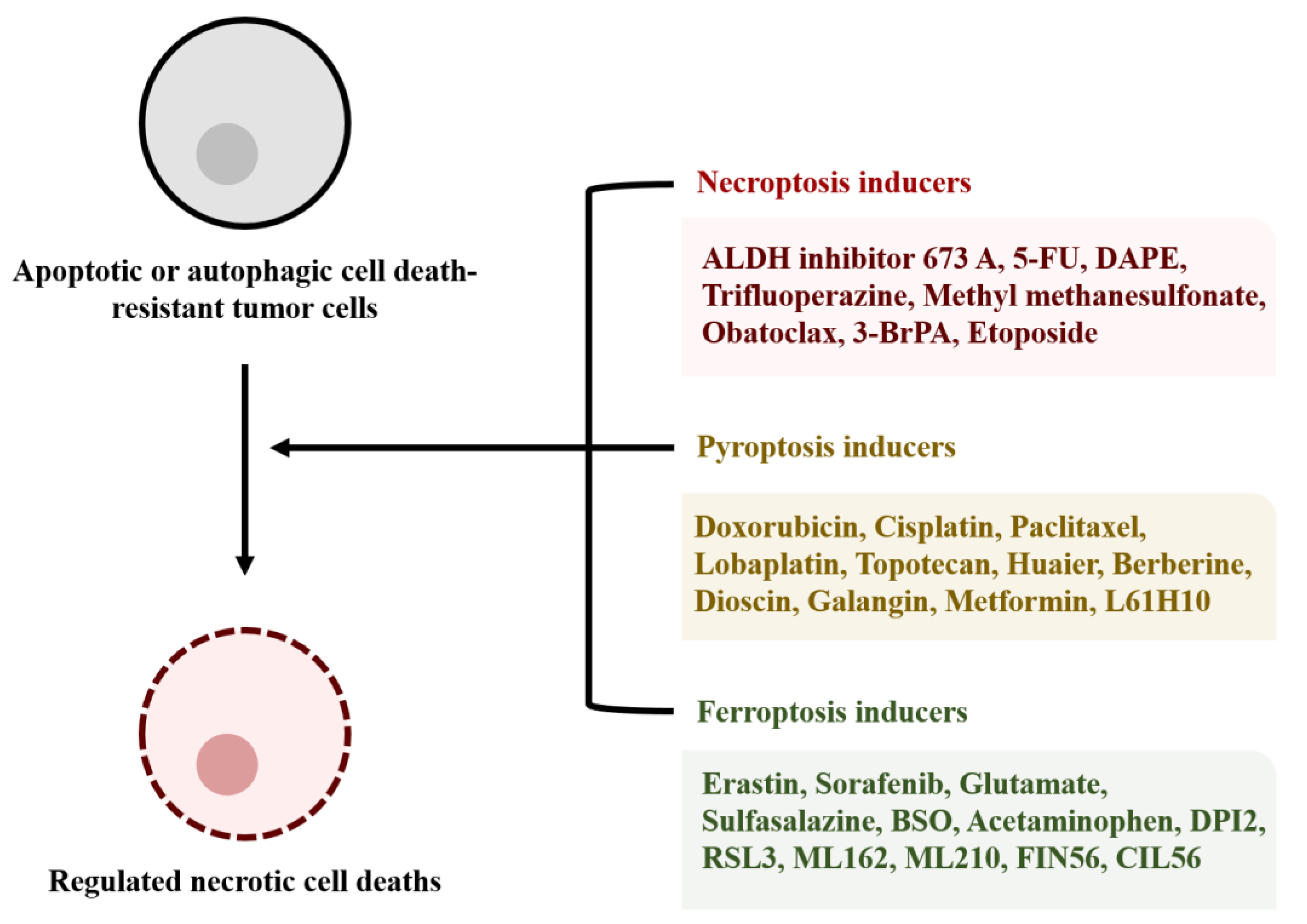 Cells 09 02709 g003 Cells 09 02709 g003