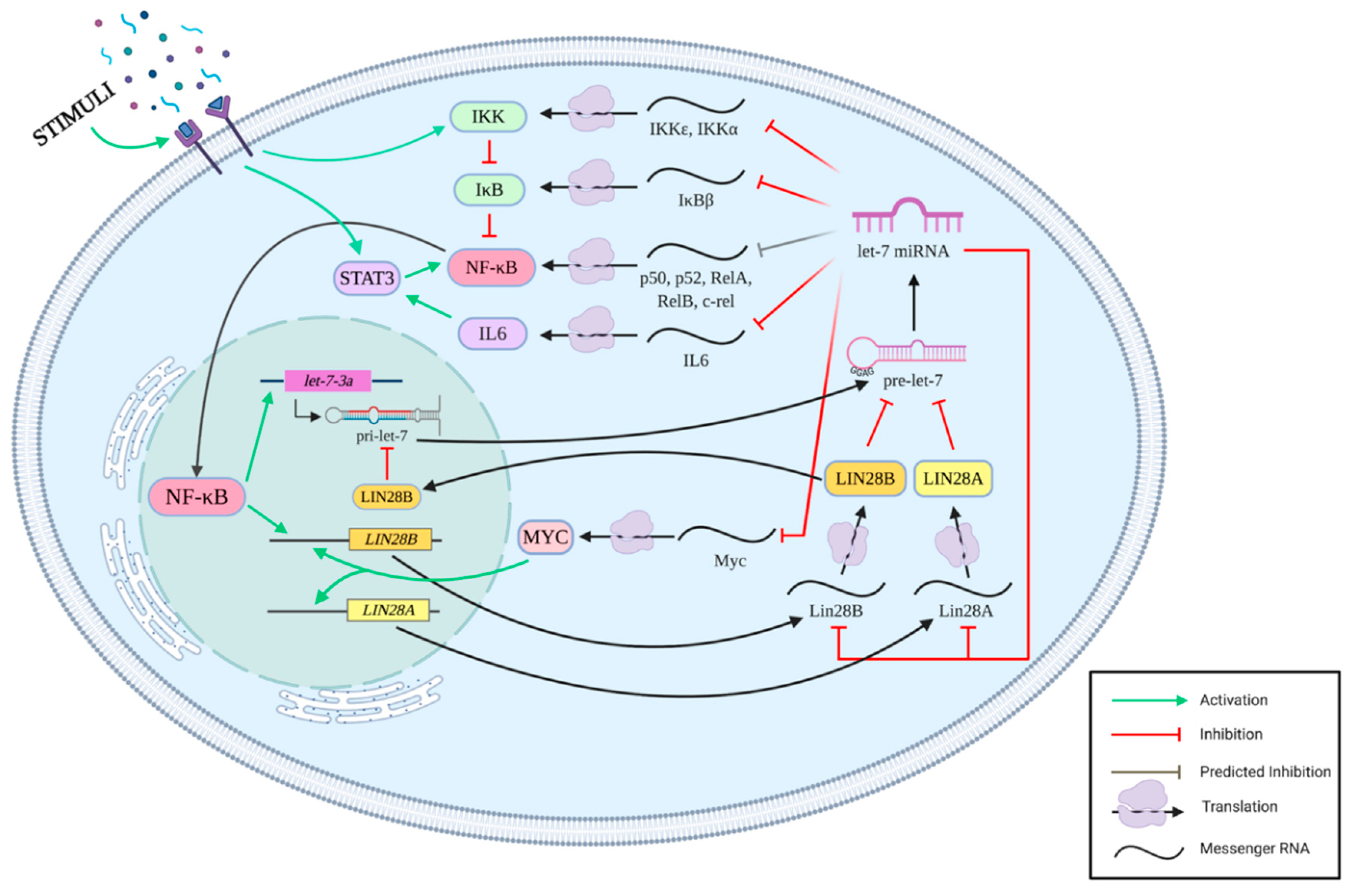 Cells 09 02710 g001 Cells 09 02710 g001