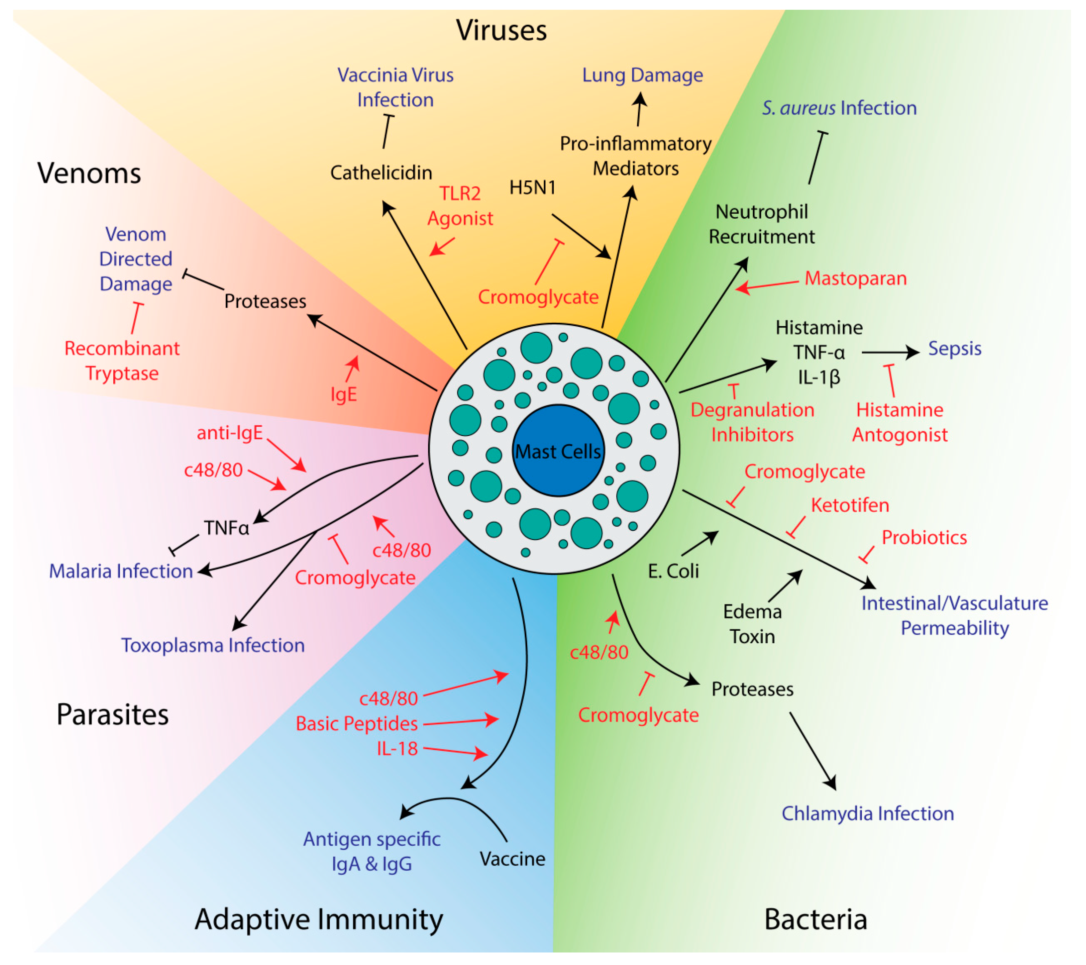 Cells 09 02713 g001 Cells 09 02713 g001