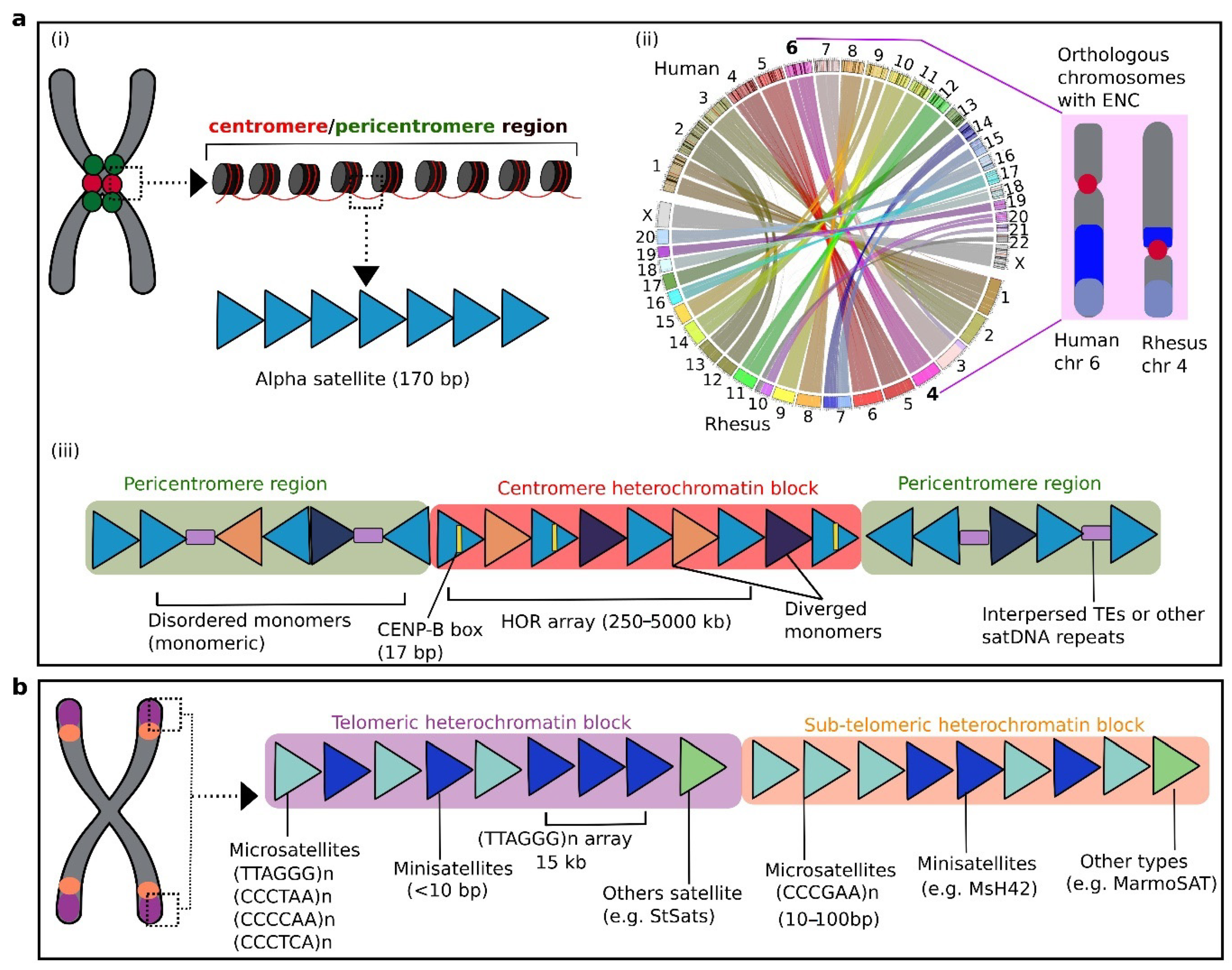Cells 09 02714 g003 Cells 09 02714 g003