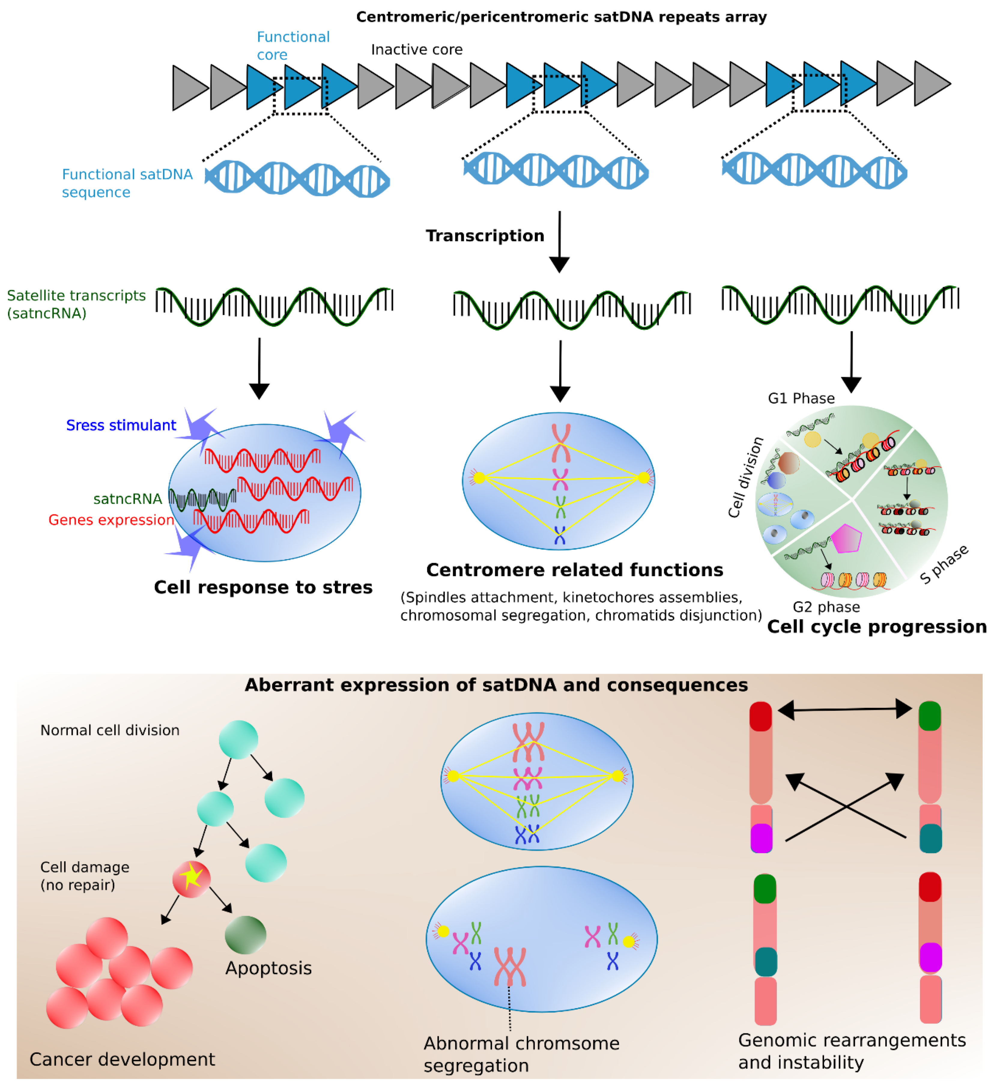 Cells 09 02714 g004 Cells 09 02714 g004