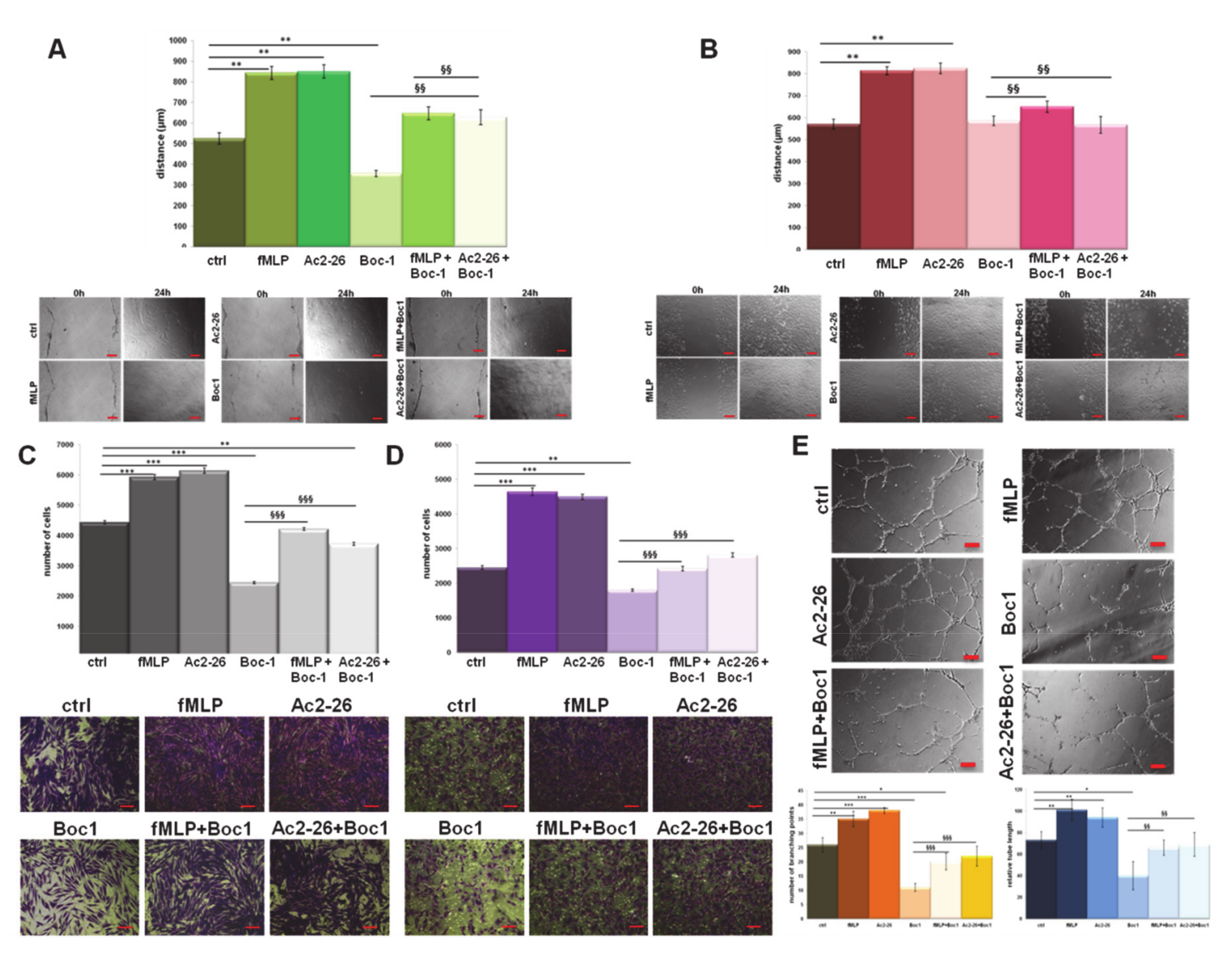 Cells 09 02719 g002 Cells 09 02719 g002