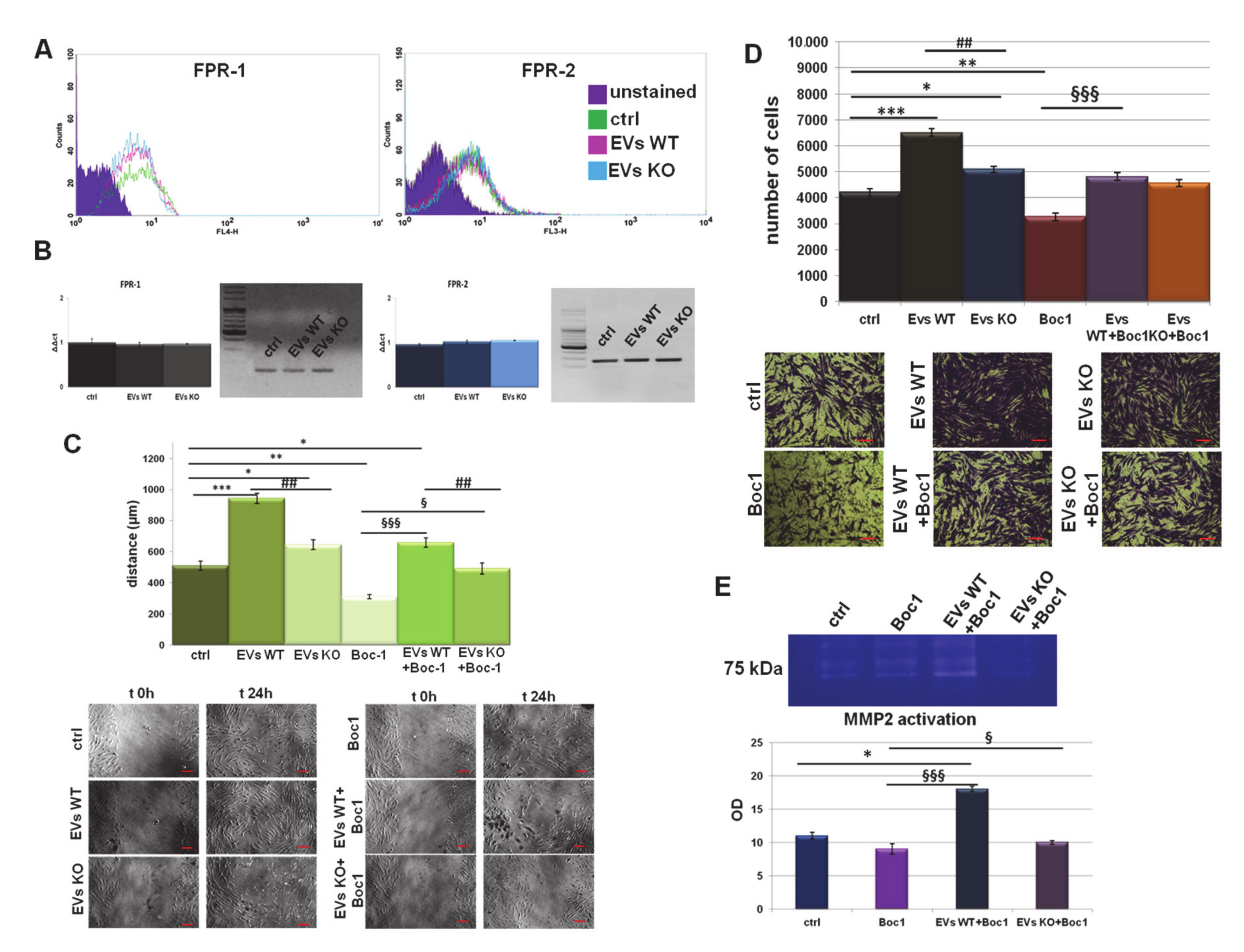 Cells 09 02719 g003 Cells 09 02719 g003