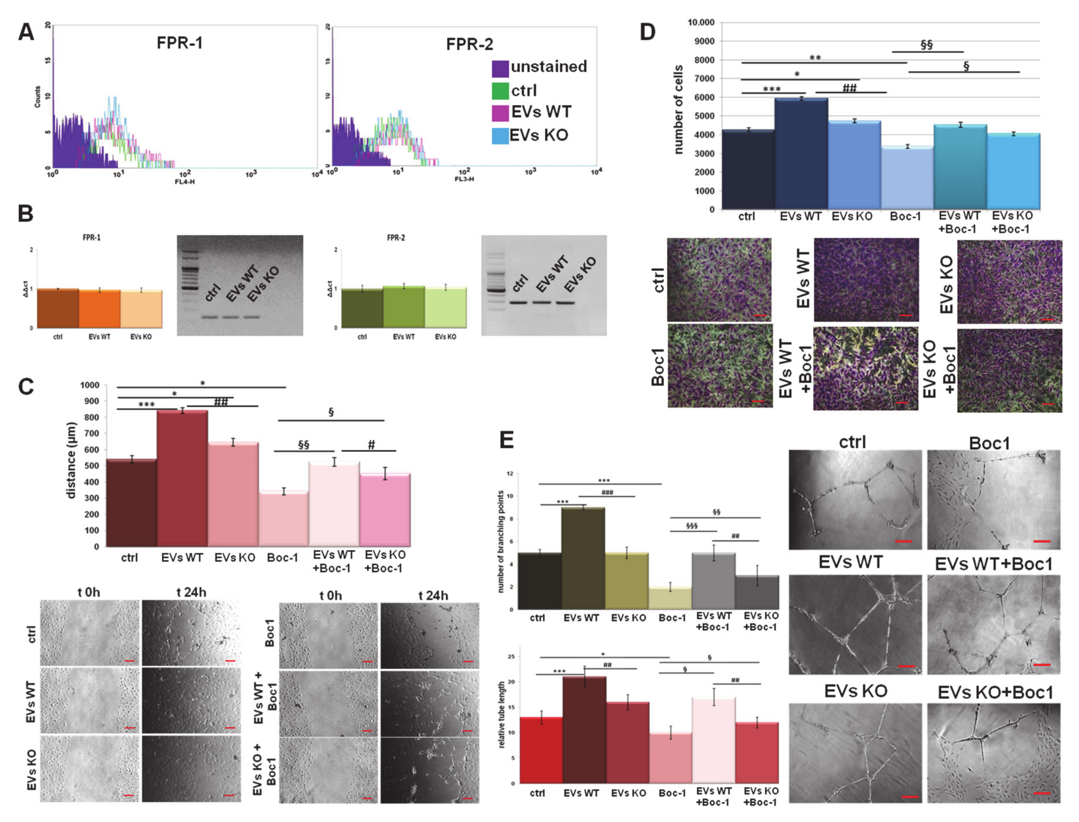 Cells 09 02719 g004 Cells 09 02719 g004