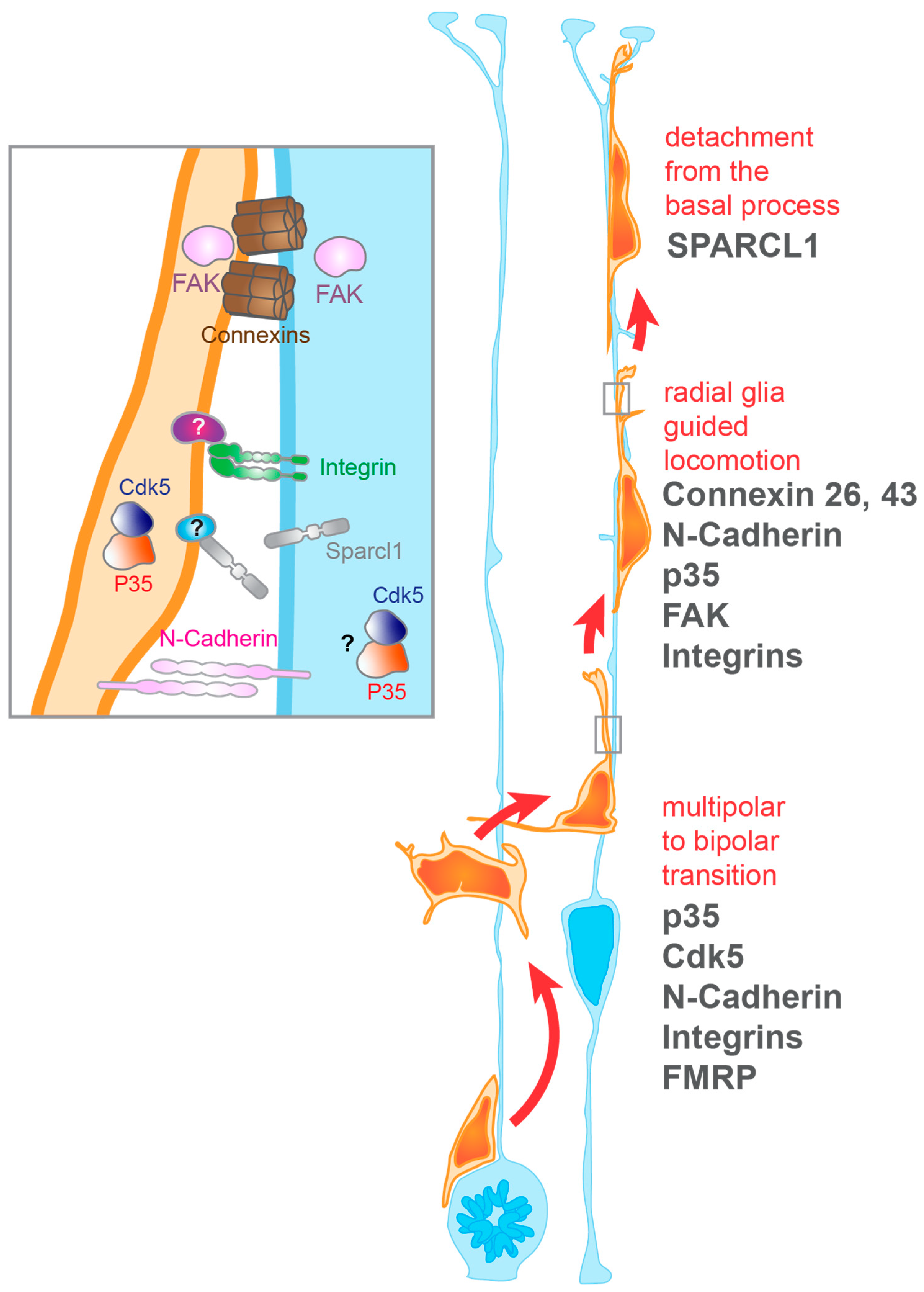 Cells 10 00003 g002 Cells 10 00003 g002