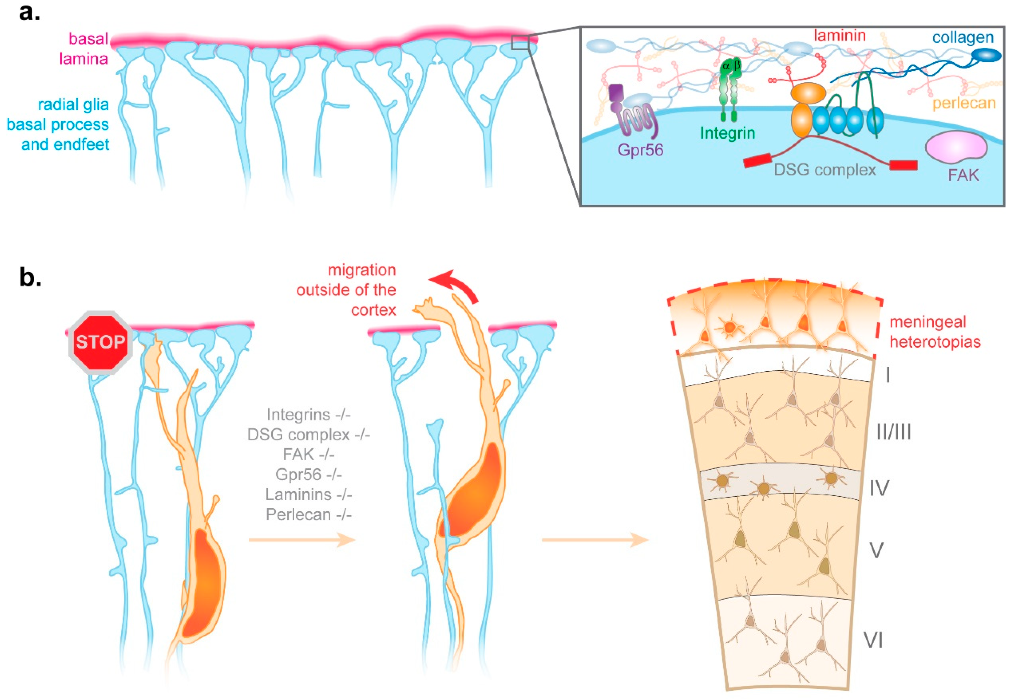 Cells 10 00003 g003 Cells 10 00003 g003