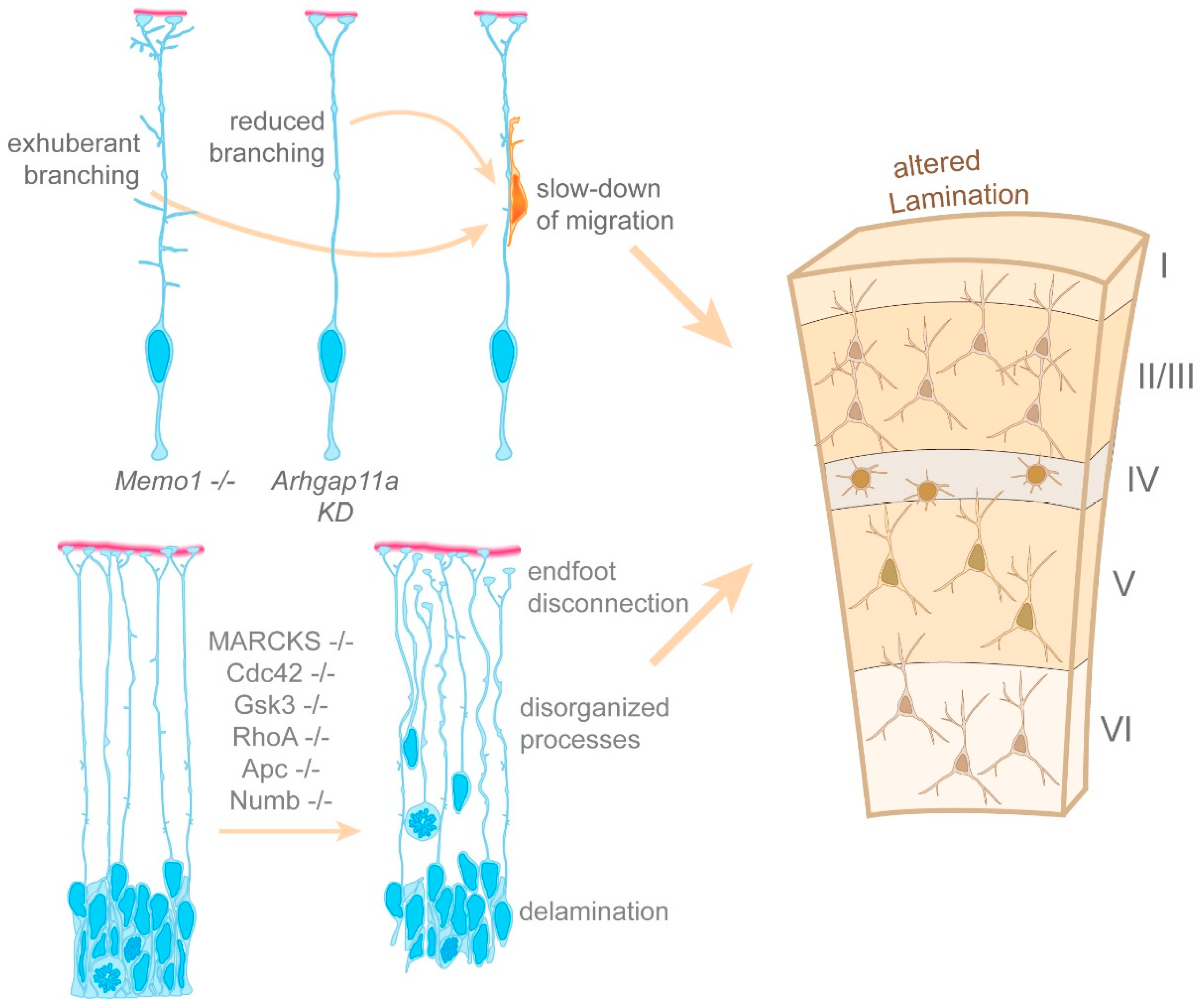 Cells 10 00003 g005 Cells 10 00003 g005