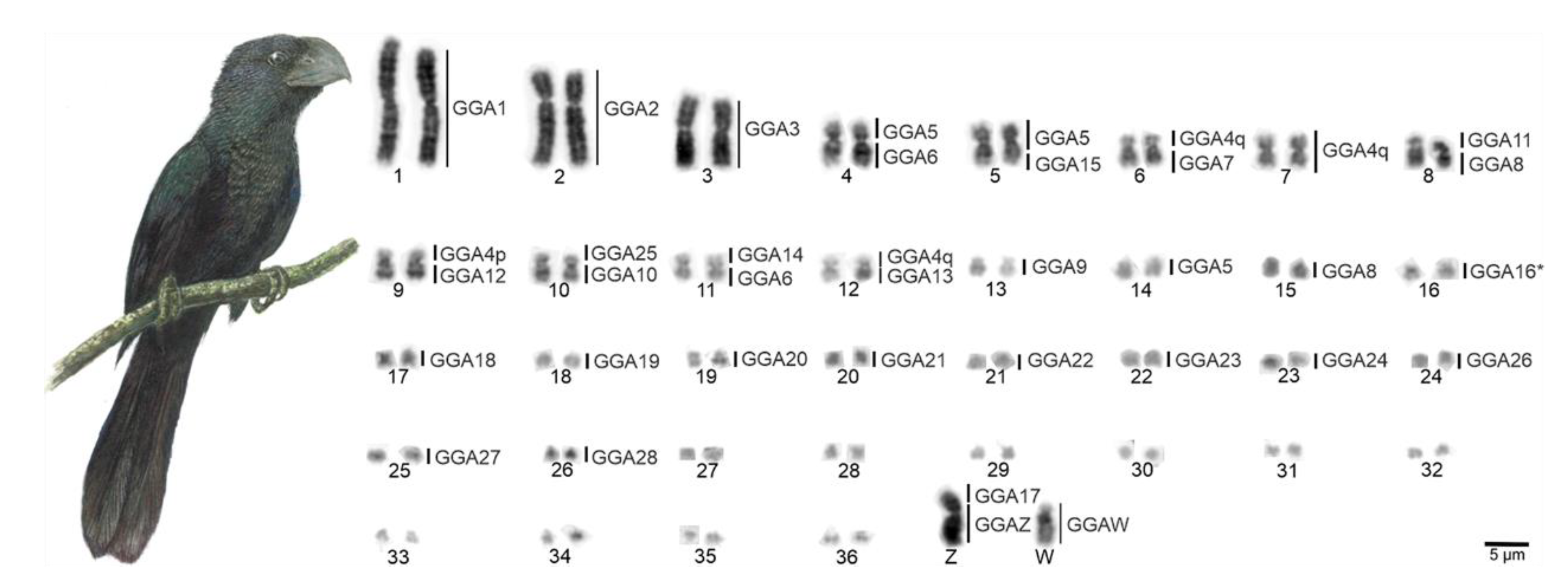 Cells 10 00004 g001 Cells 10 00004 g001
