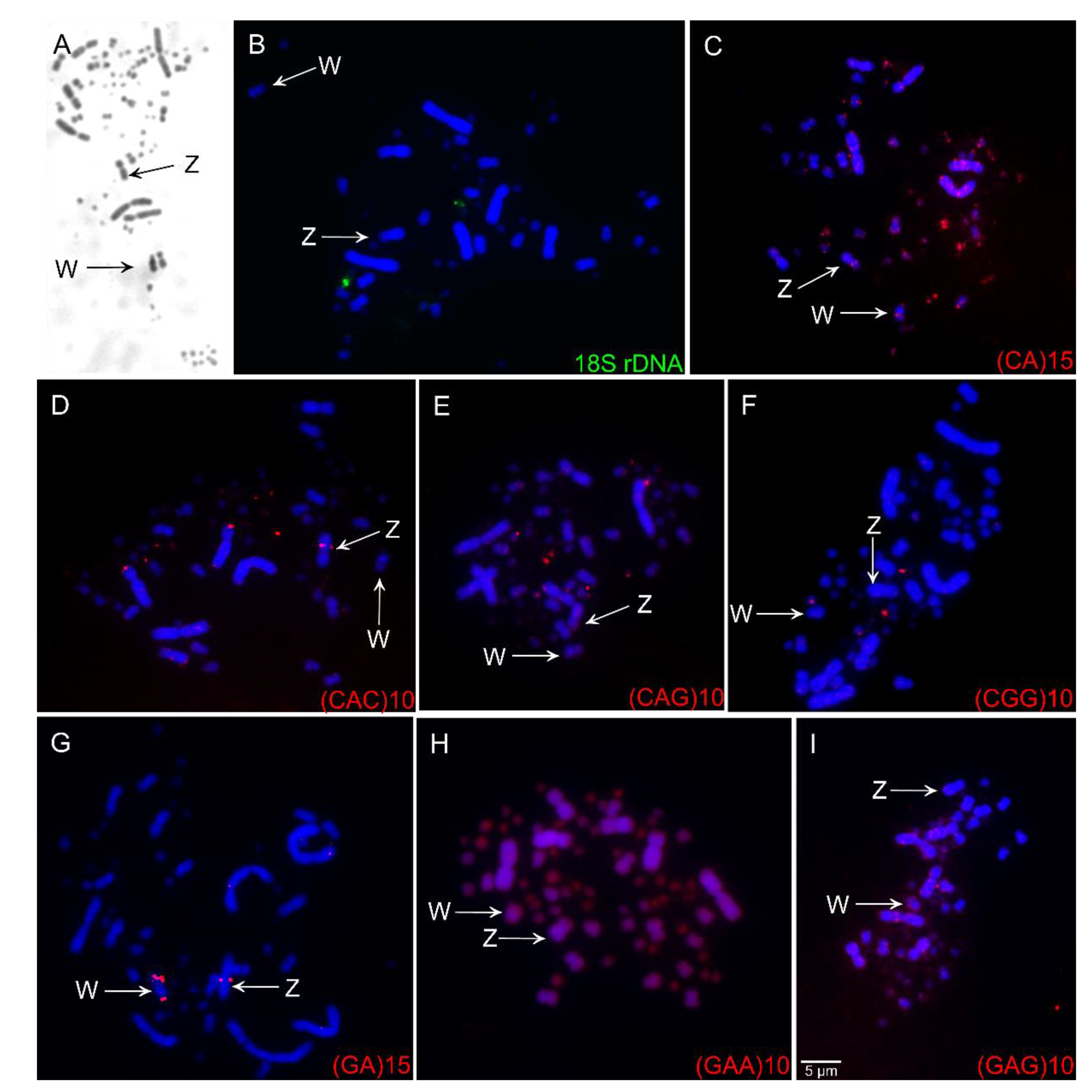 Cells 10 00004 g002 Cells 10 00004 g002