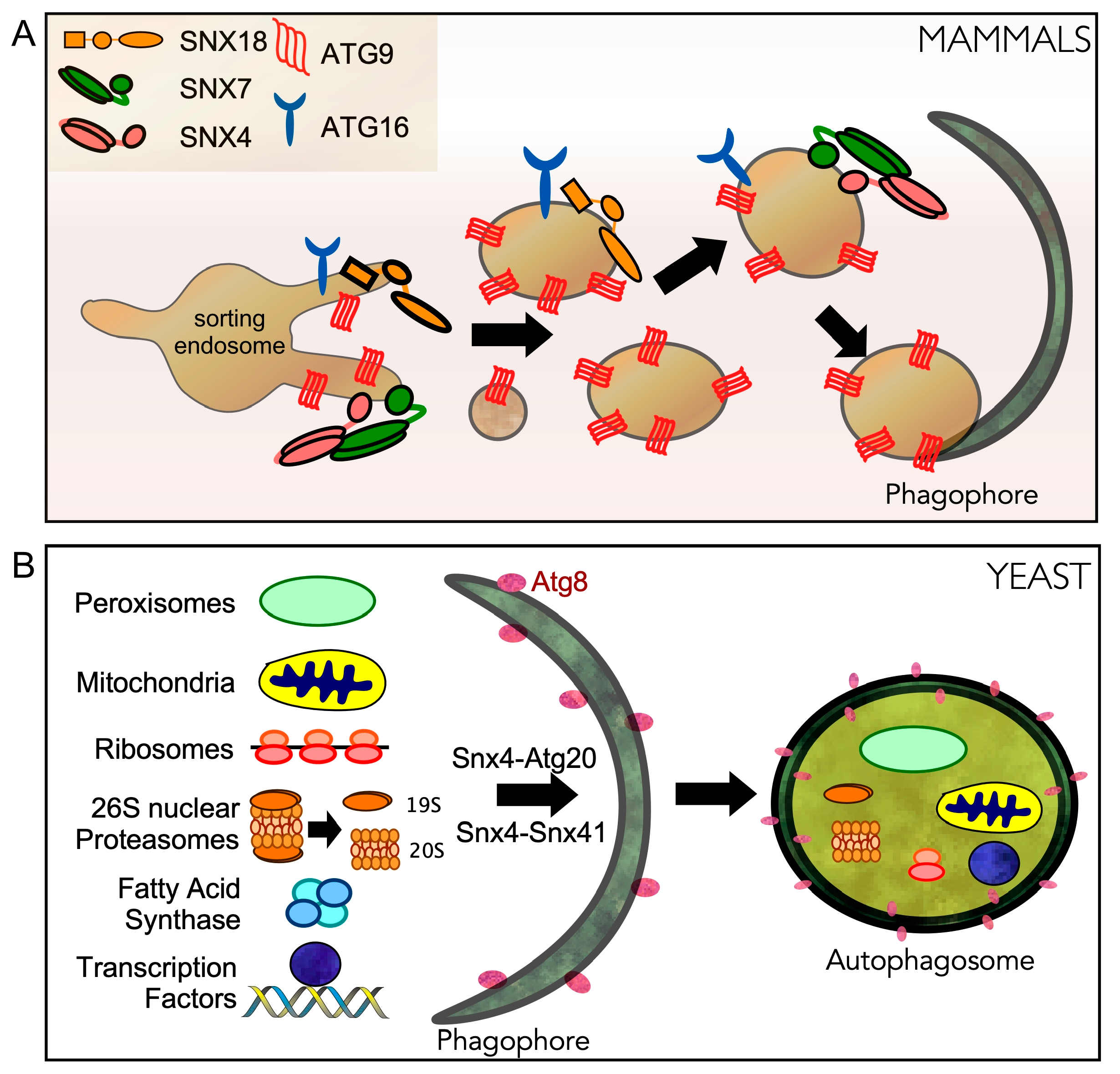 Cells 10 00017 g004 Cells 10 00017 g004