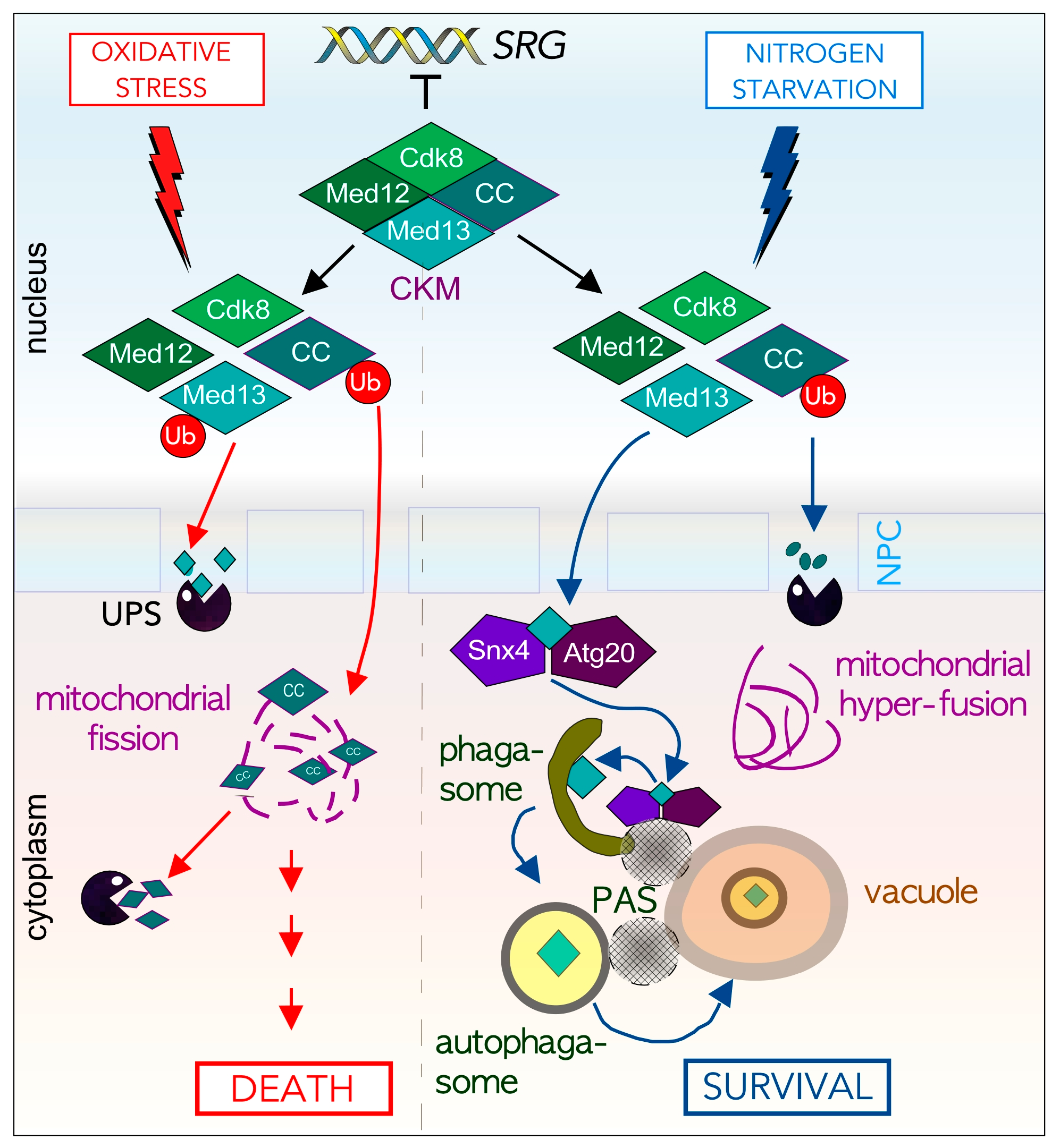 Cells 10 00017 g005 Cells 10 00017 g005