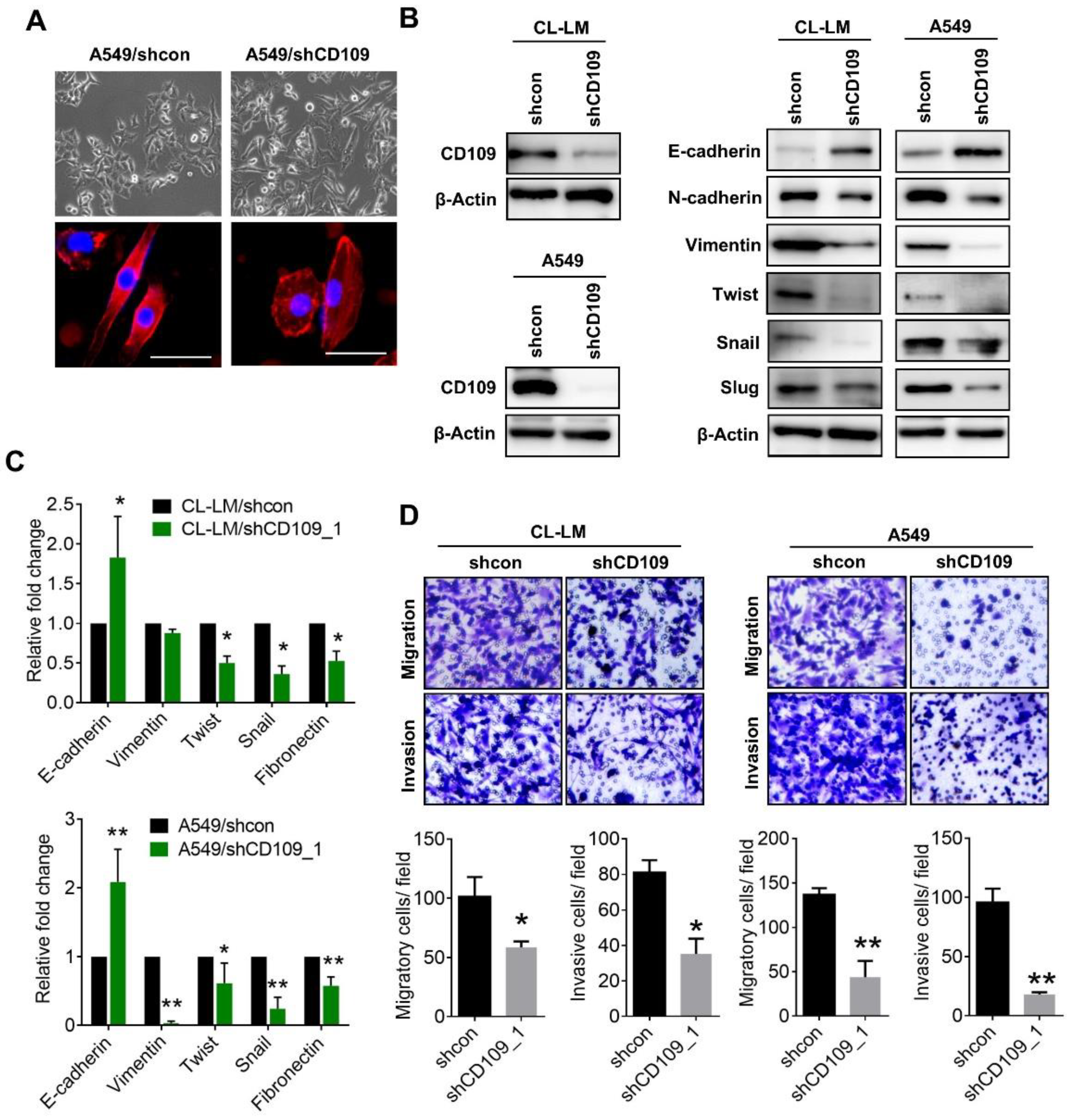 Cells 10 00028 g002 Cells 10 00028 g002