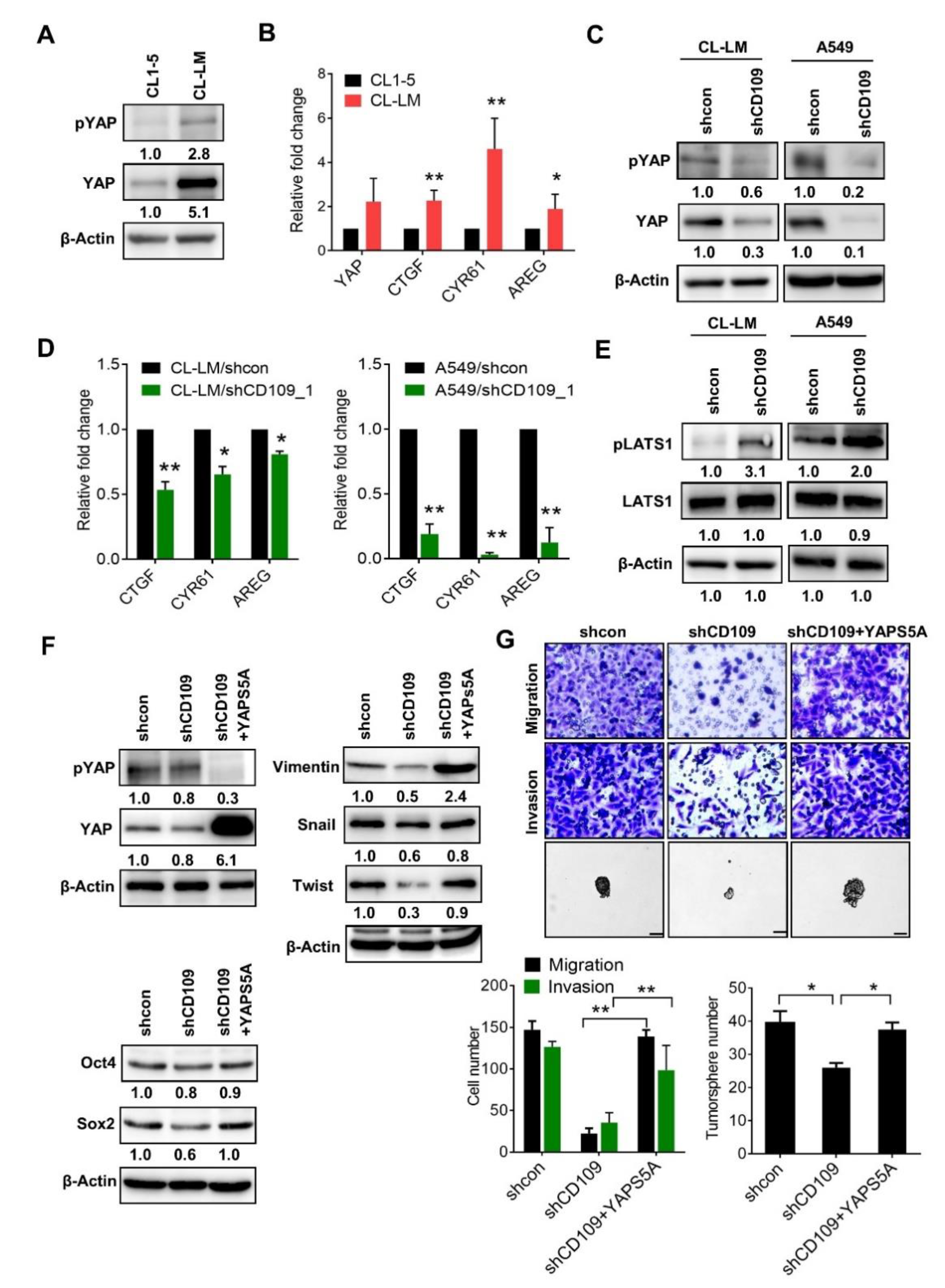 Cells 10 00028 g005 Cells 10 00028 g005