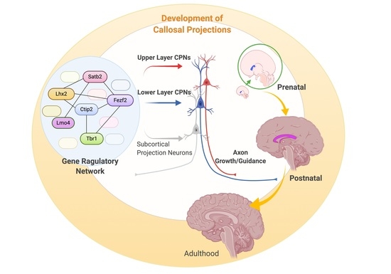 Cells Free Full Text New Molecular Players In The Development Of Callosal Projections Html
