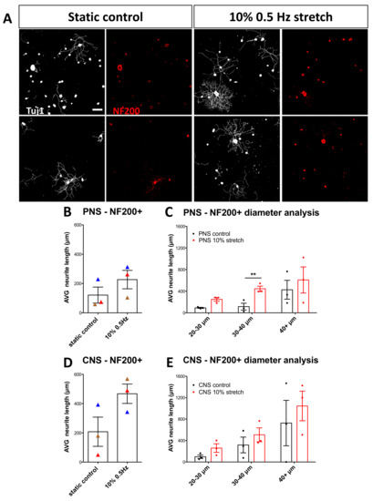 Cells Free Full Text Cyclic Stretch Of Either Pns Or Cns Located Nerves Can Stimulate Neurite Outgrowth Html