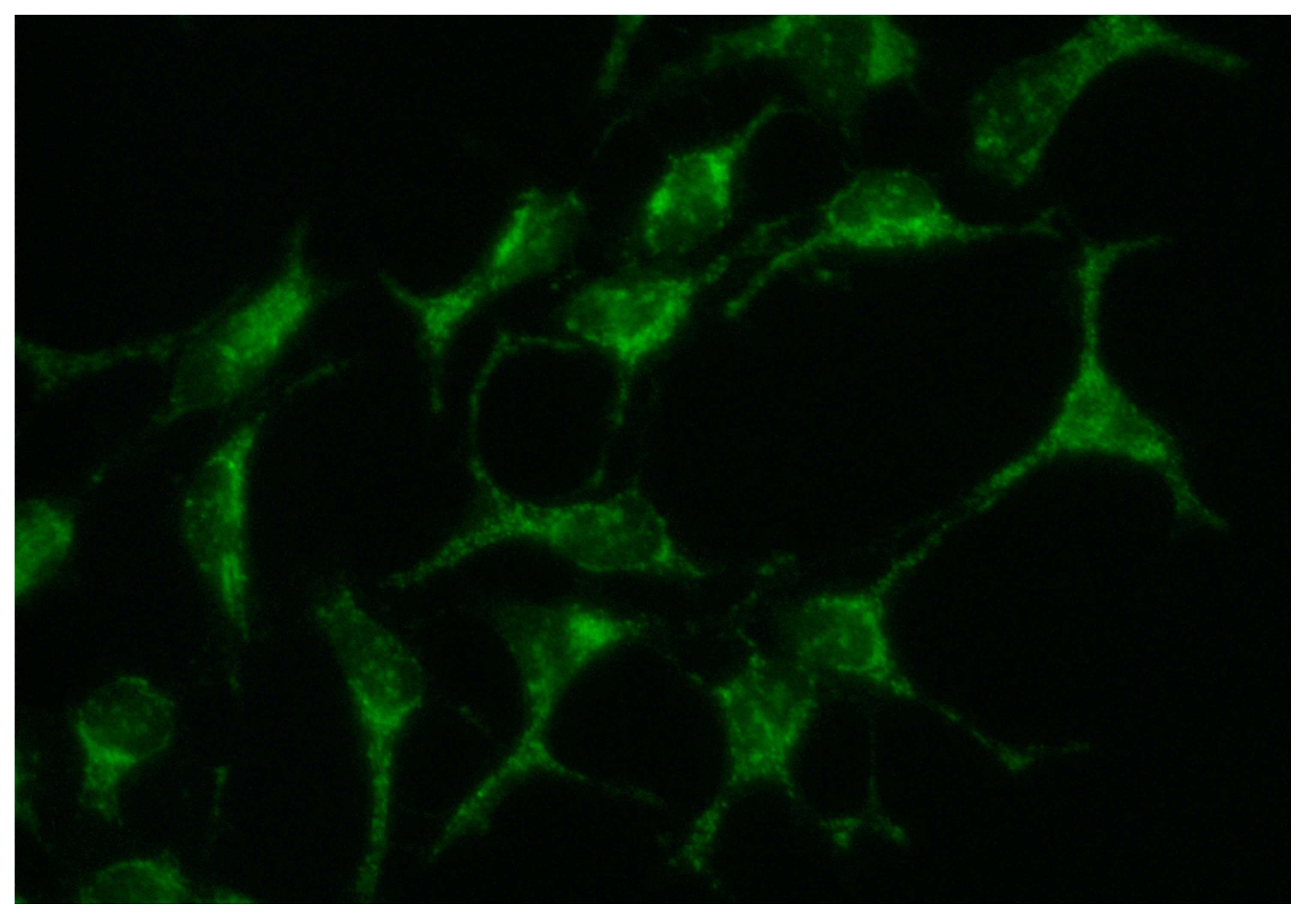 Cells 10 00034 g006 Cells 10 00034 g006