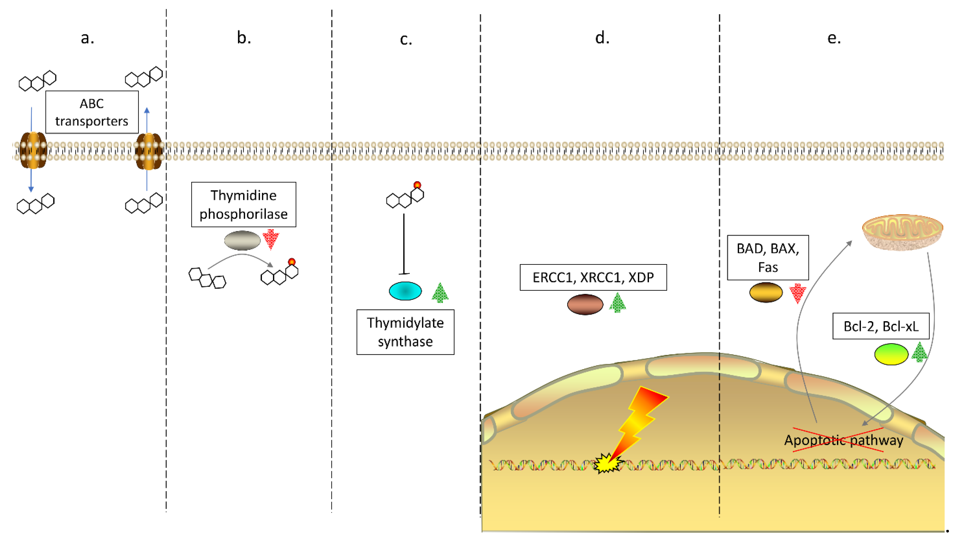 Cells 10 00039 g001 Cells 10 00039 g001