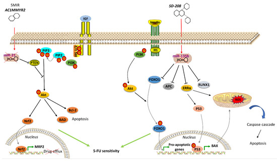 Cells 10 00039 g002 550