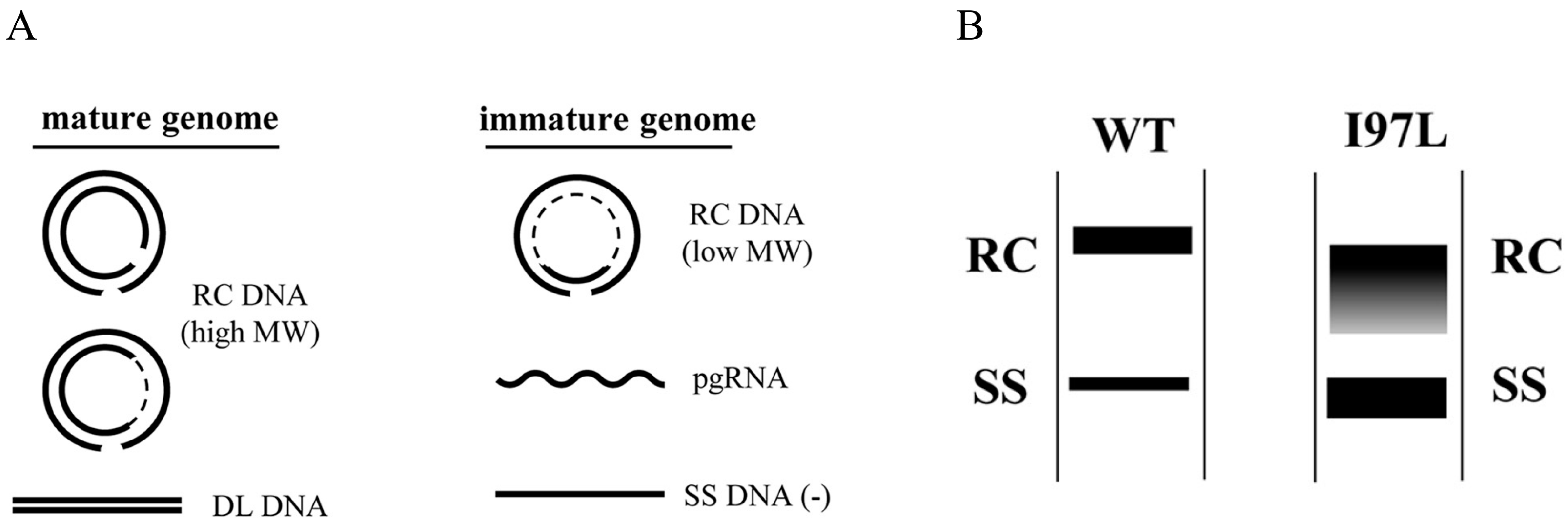 Cells 10 00043 g002 Cells 10 00043 g002