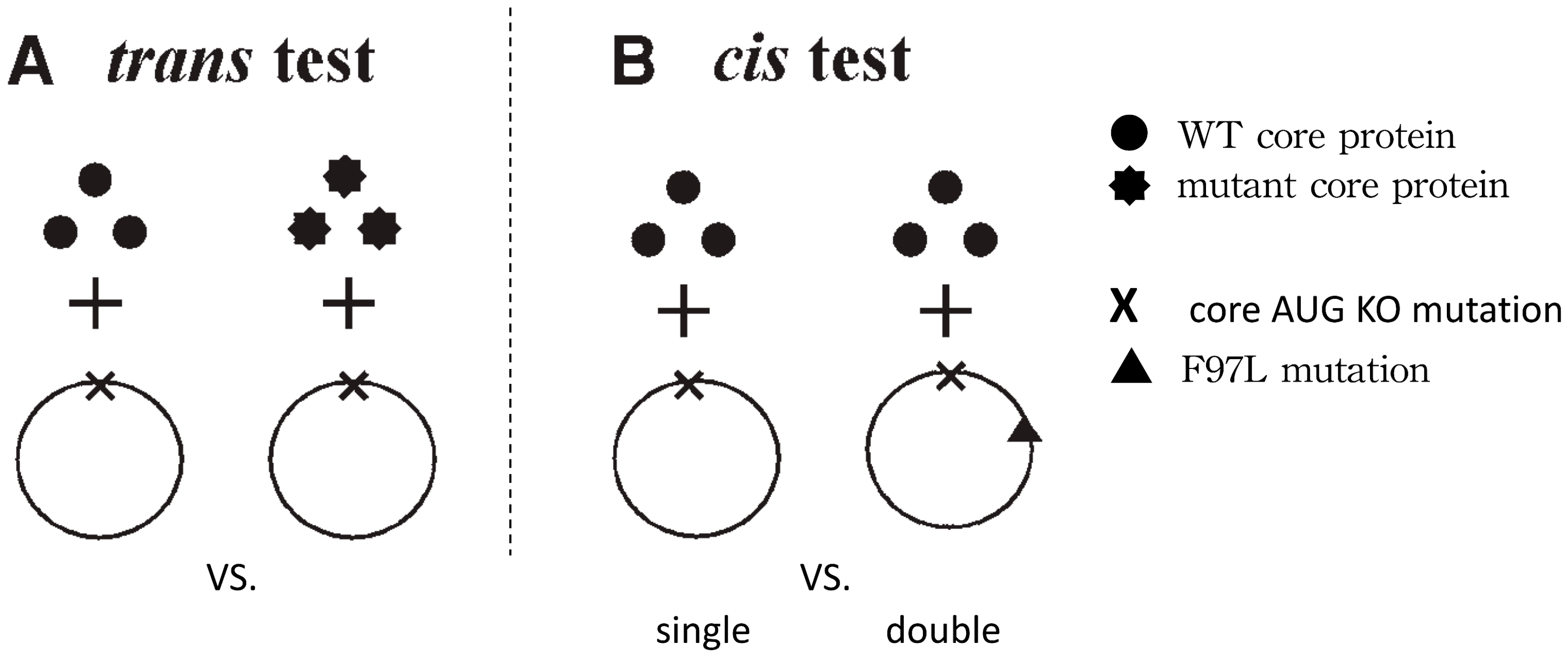 Cells 10 00043 g004 Cells 10 00043 g004