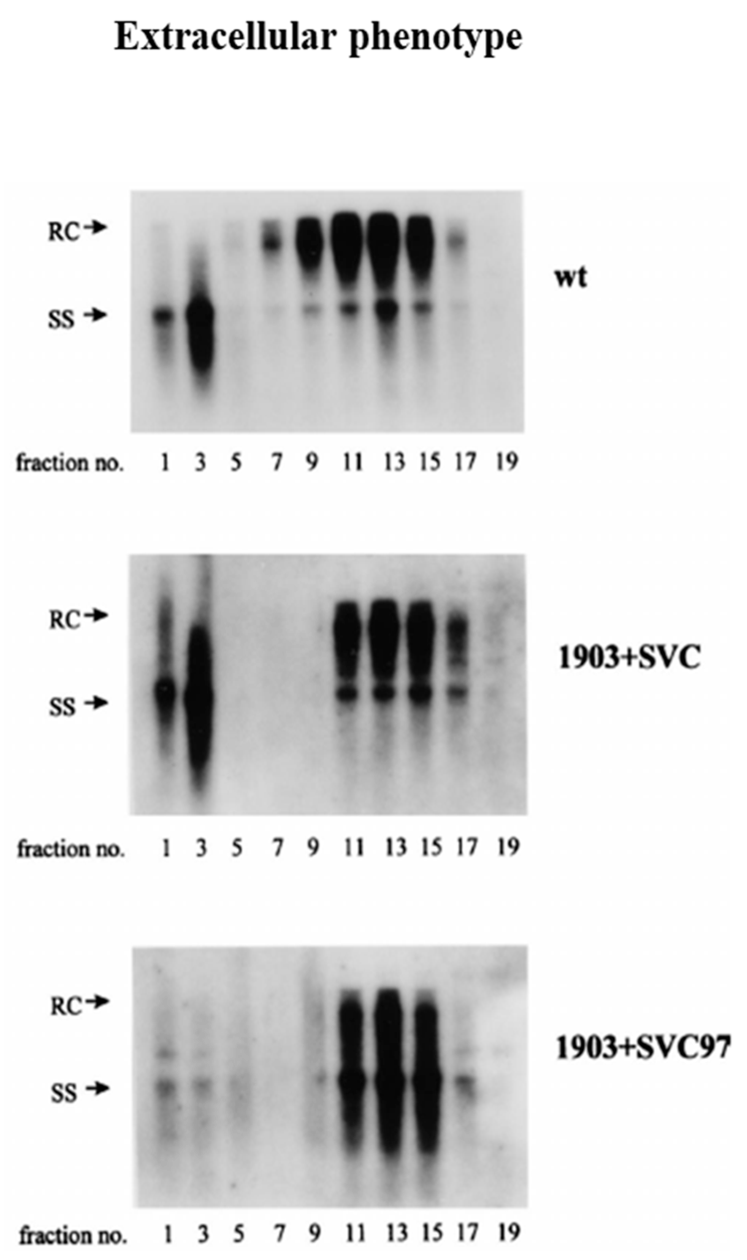 Cells 10 00043 g005 Cells 10 00043 g005