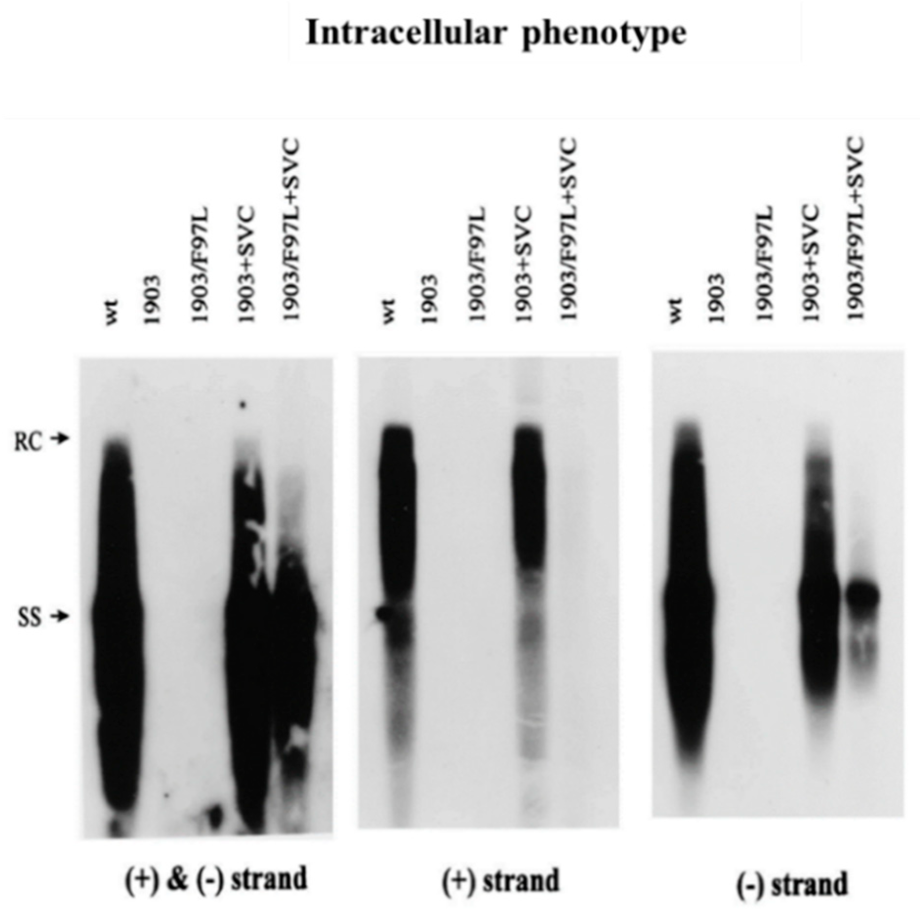 Cells 10 00043 g006 Cells 10 00043 g006