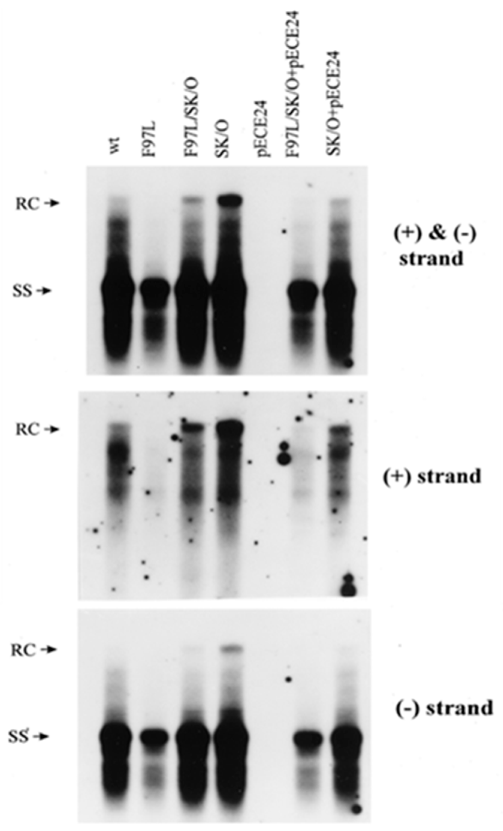 Cells 10 00043 g007 Cells 10 00043 g007