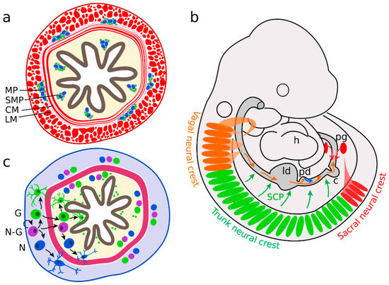 Cells Free Full Text Neuron Glia Interaction In The Developing And Adult Enteric Nervous System Html