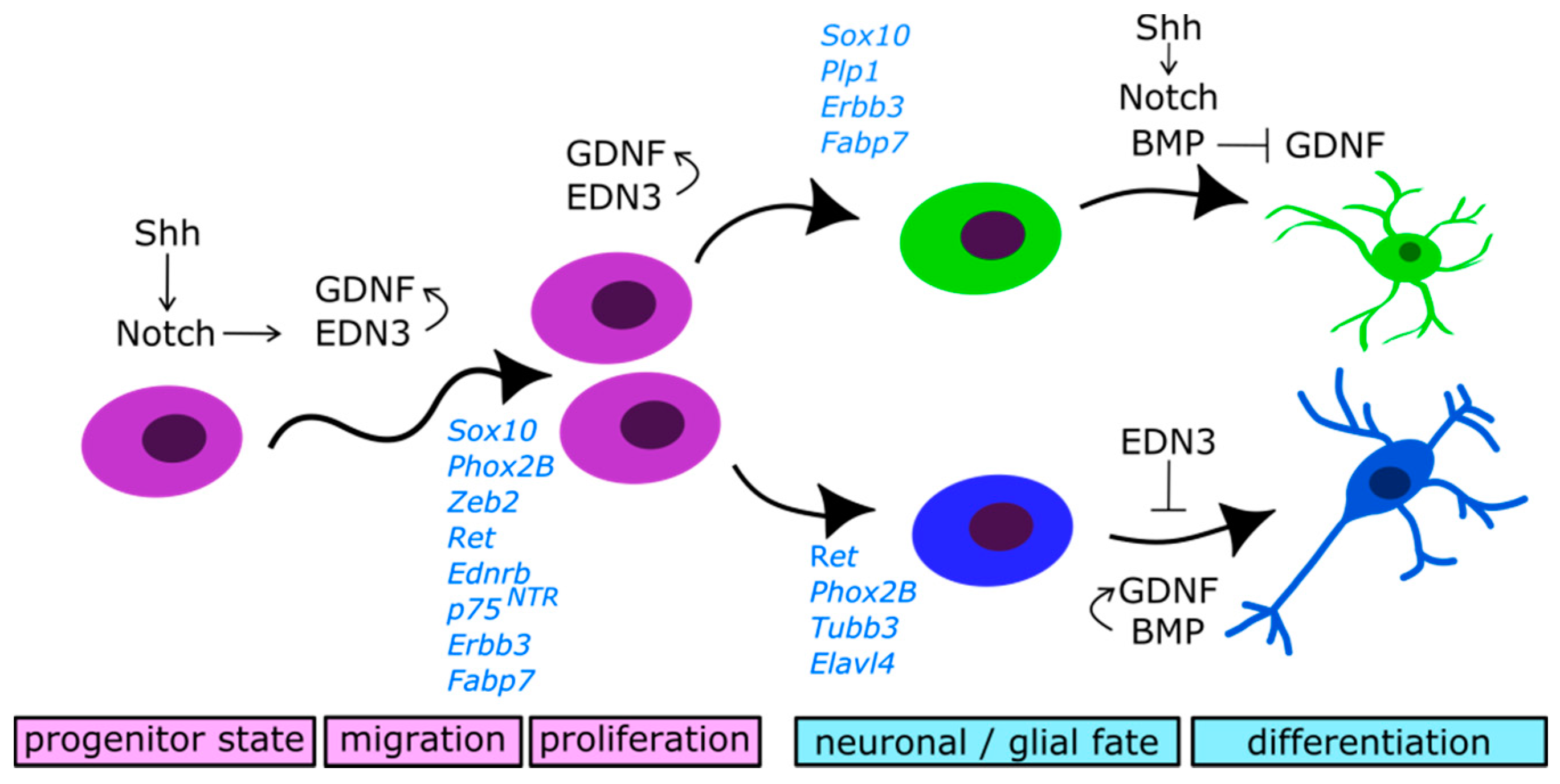 Cells 10 00047 g003