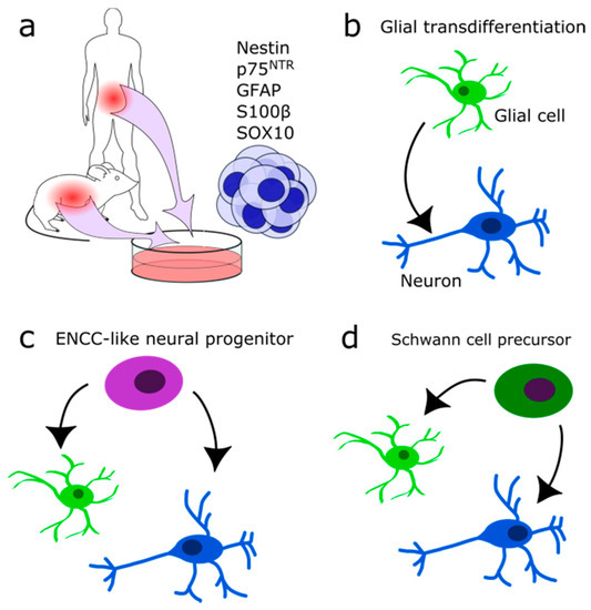 Cells 10 00047 g004 550