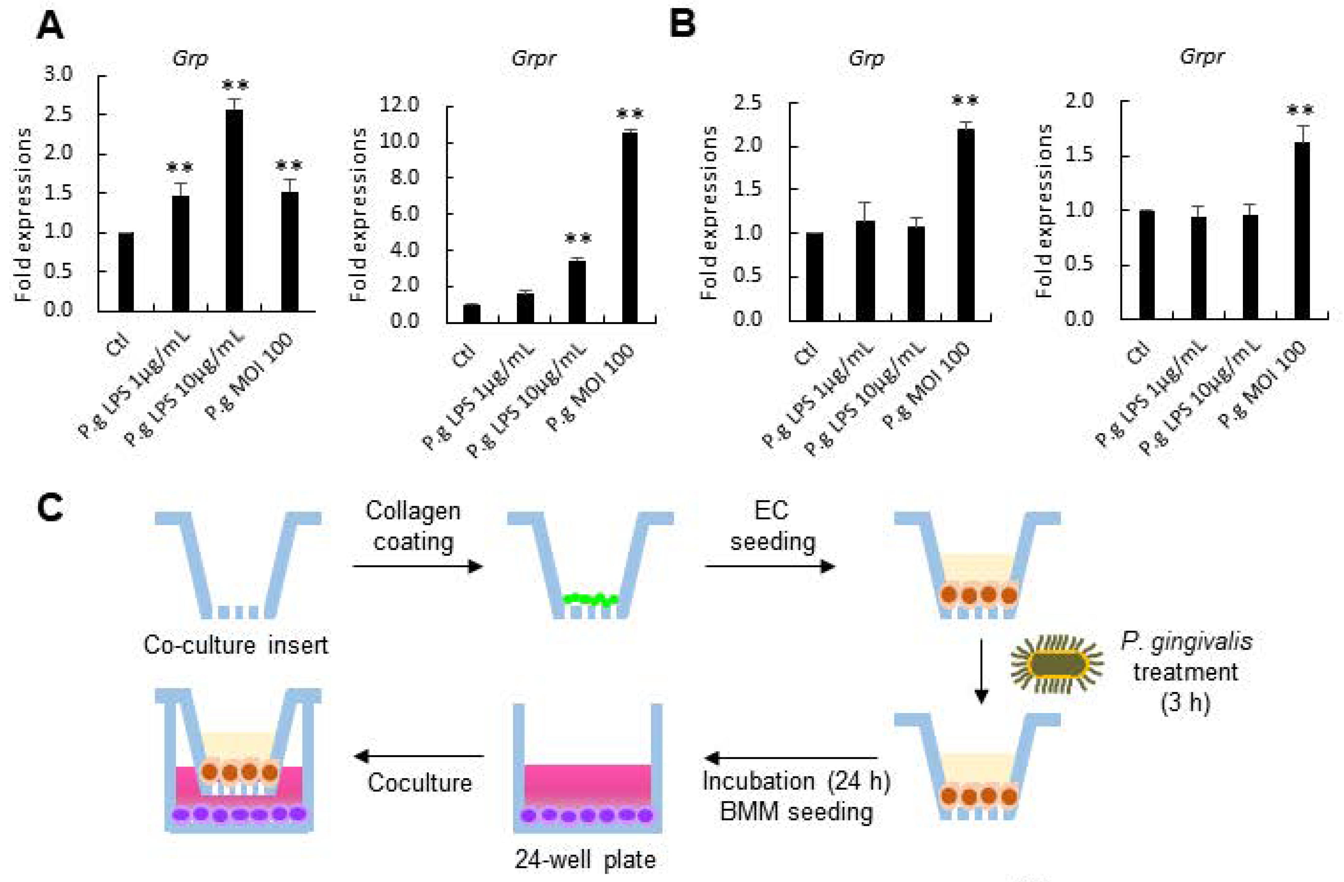 Cells 10 00050 g005a