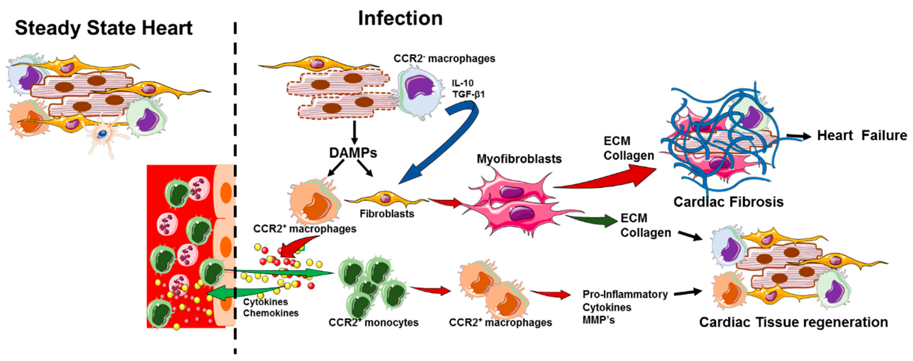 Cells Free Full Text Role Of Cardiac Macrophages On Cardiac Inflammation Fibrosis And Tissue Repair Html