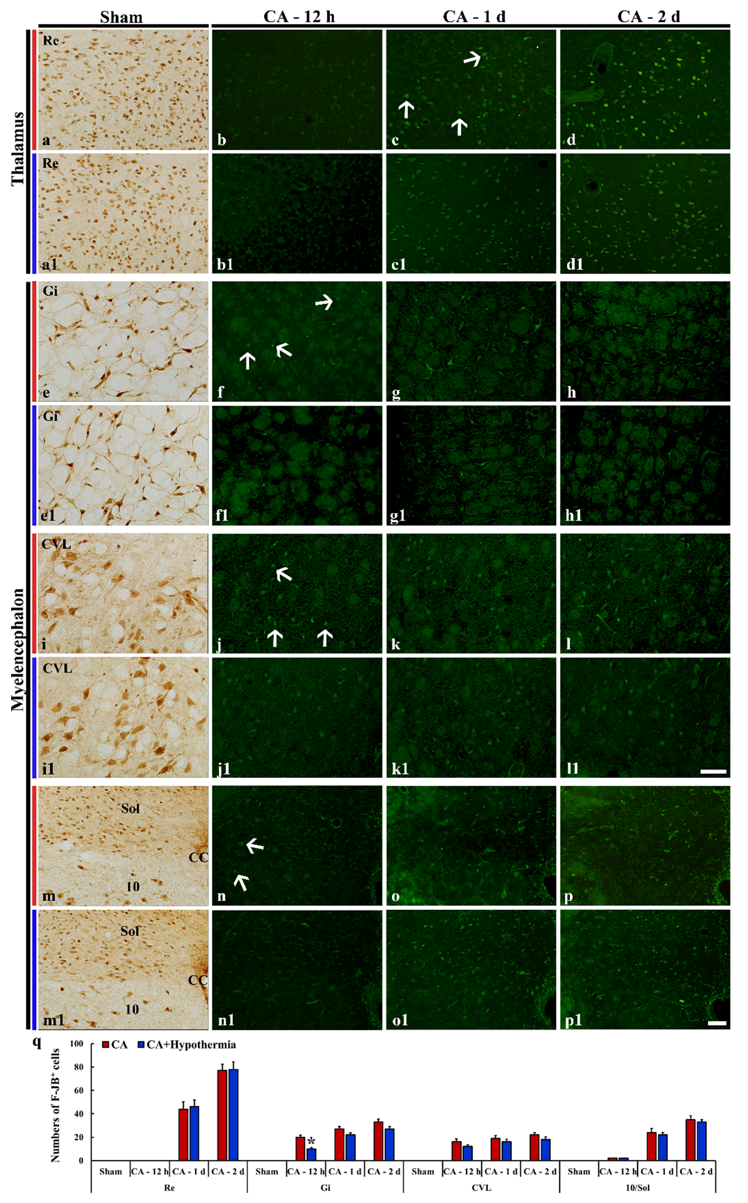 Cells 10 00060 g003 Cells 10 00060 g003