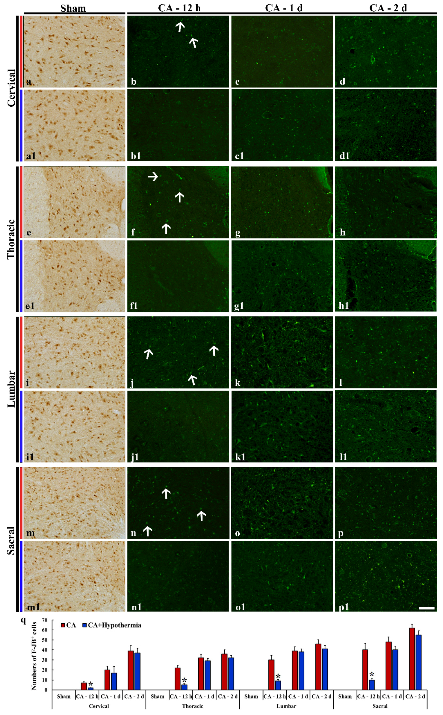 Cells 10 00060 g004 Cells 10 00060 g004